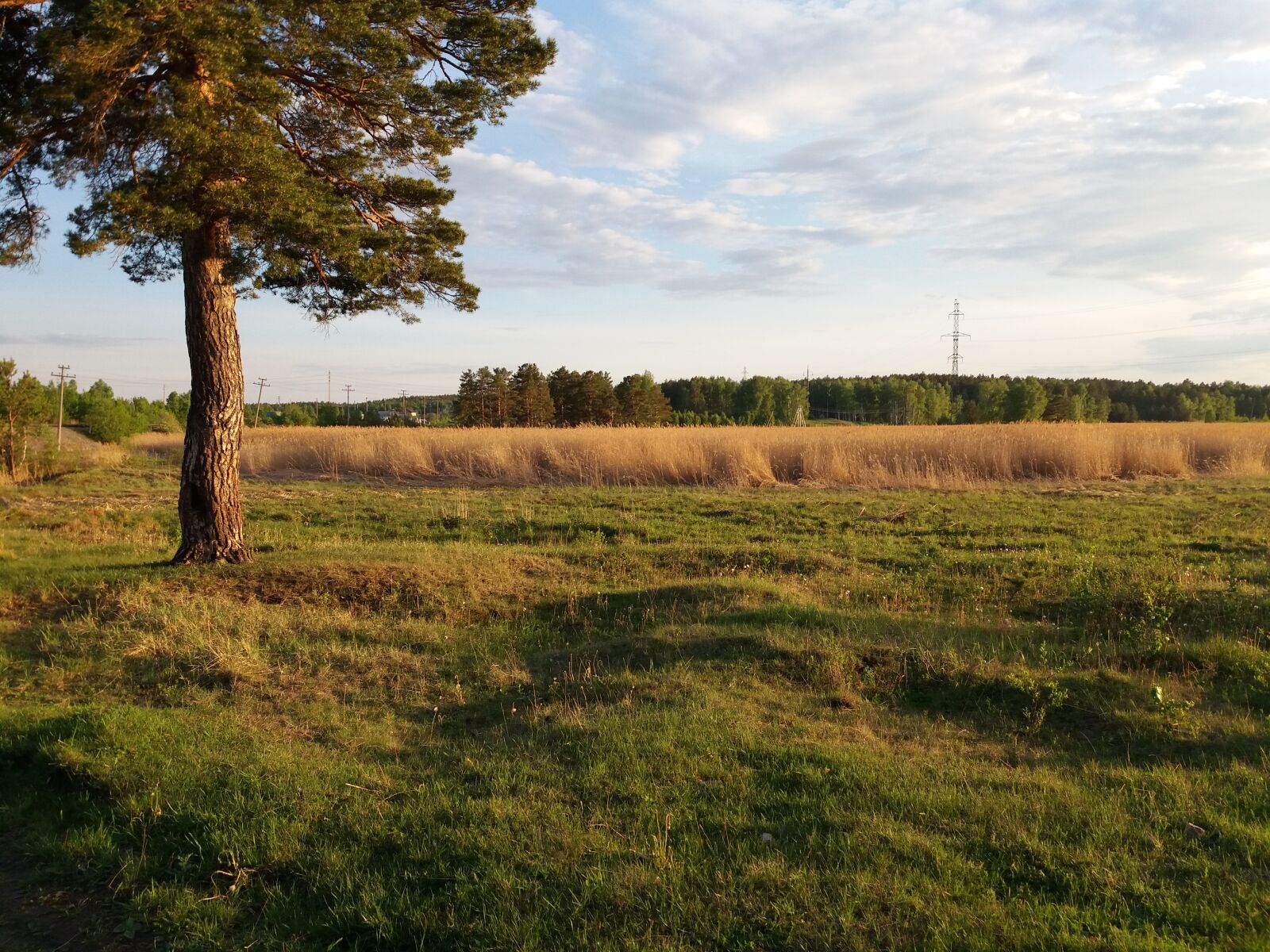 Samsung Galaxy J5(2016) sample photo. Tree, field, reed photography