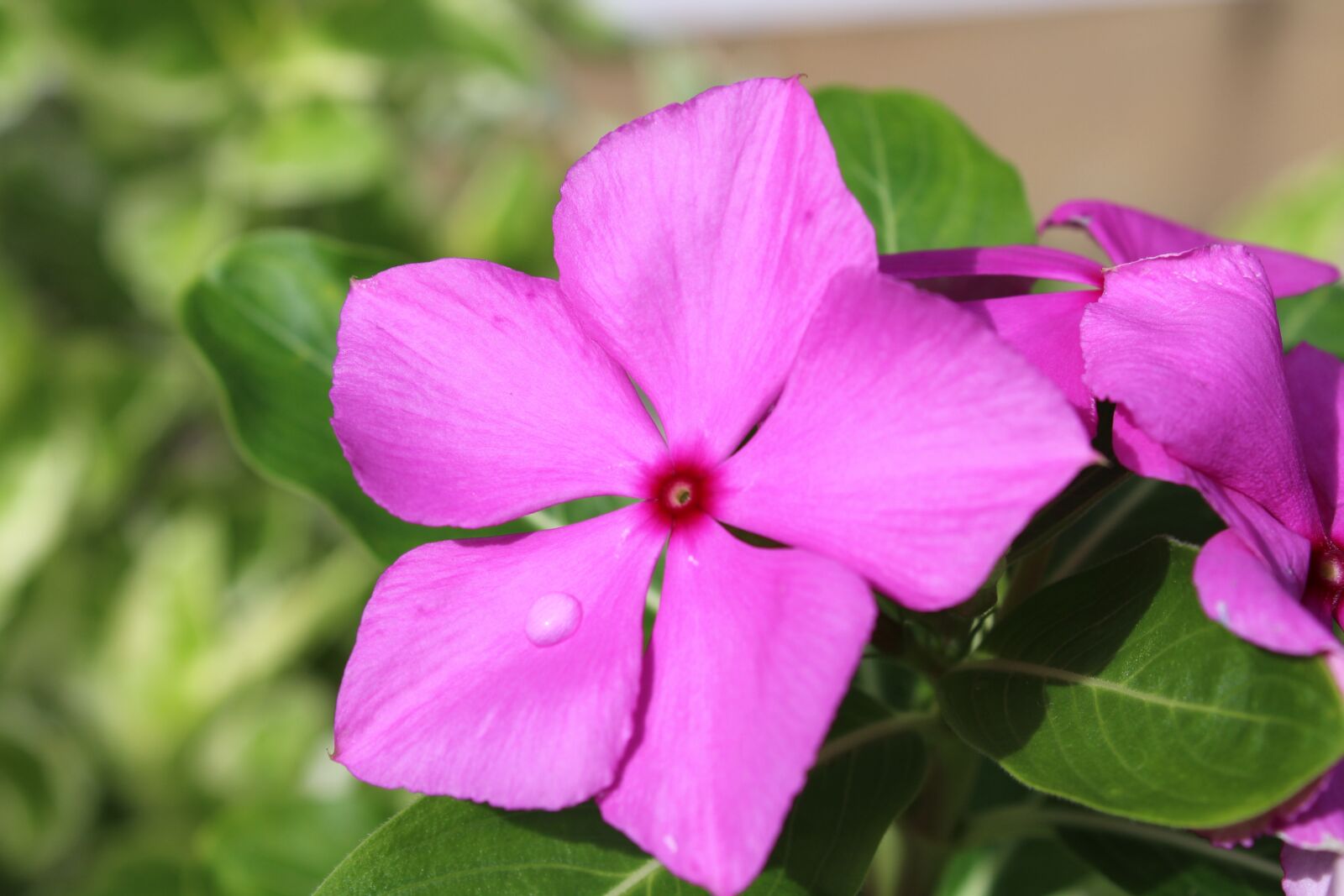 Canon EOS 1200D (EOS Rebel T5 / EOS Kiss X70 / EOS Hi) sample photo. Pink, rosa, flower photography