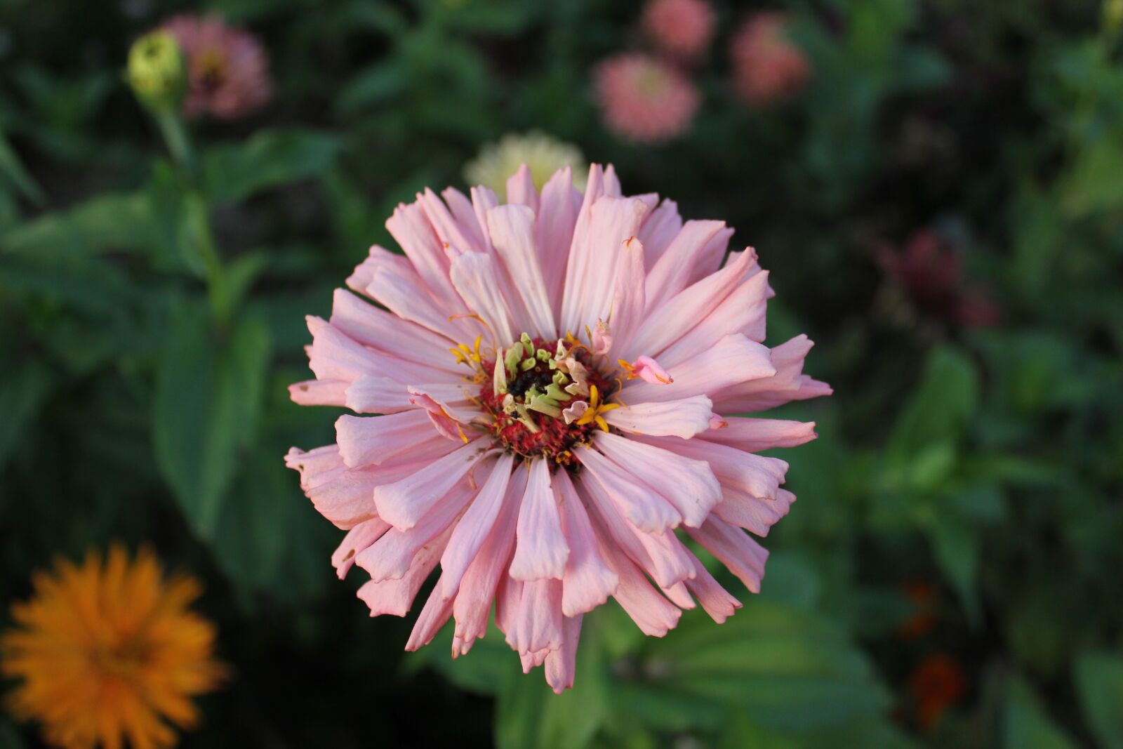 Canon EOS 550D (EOS Rebel T2i / EOS Kiss X4) sample photo. Flower, pink, blossom photography