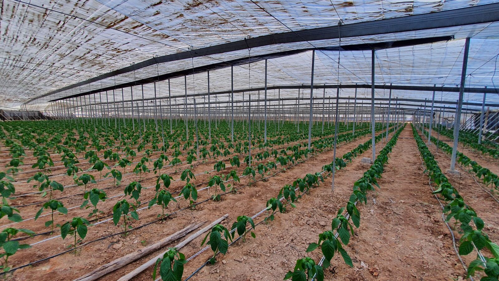 Samsung SM-G975F sample photo. Agro, greenhouse, peppers photography