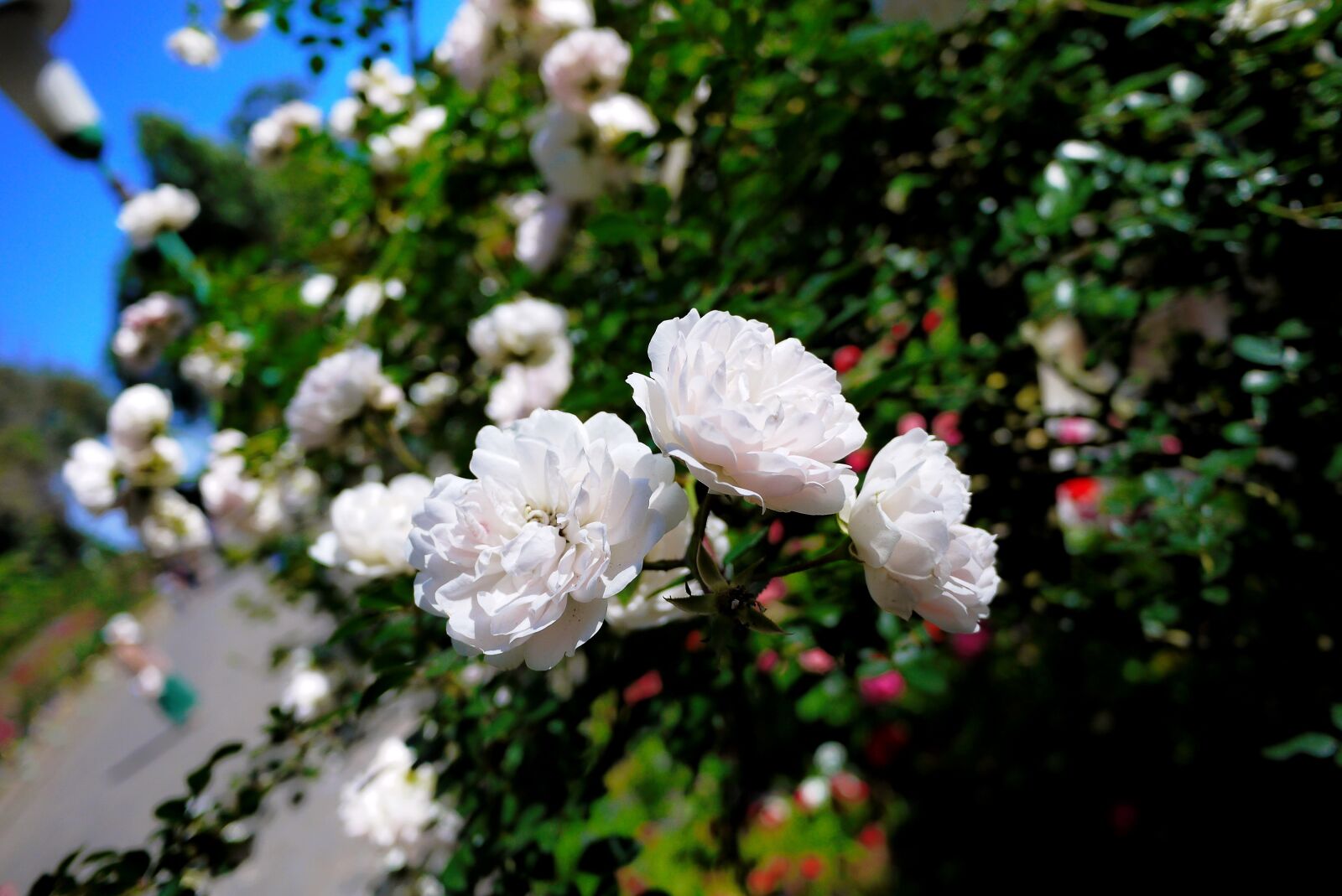 Panasonic Lumix DMC-GF3 sample photo. Flower, rose, white photography