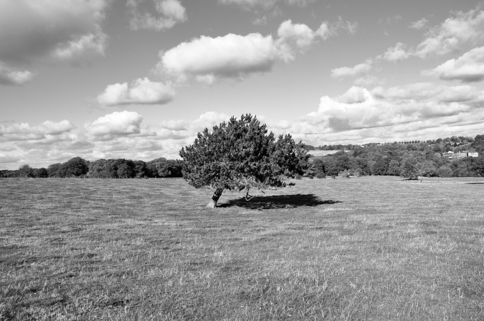 Nikon D5000 sample photo. Tree, wild landscape, nature photography