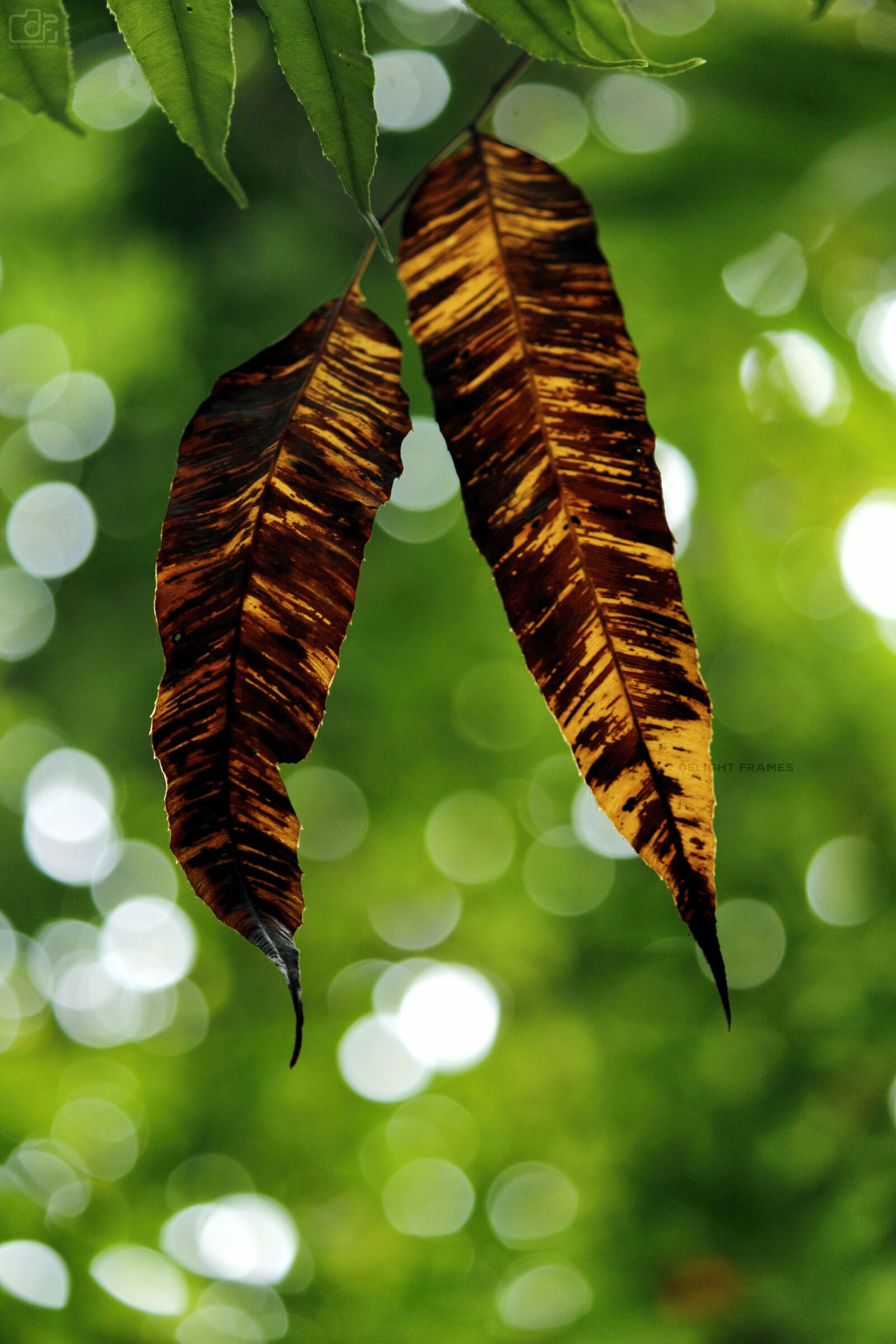 Canon EOS 700D (EOS Rebel T5i / EOS Kiss X7i) sample photo. Autumn, backlight, bokeh, bright photography