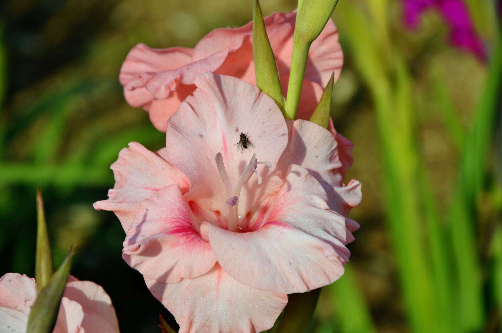 Nikon D3200 sample photo. Gladiolus, gladidus, butterfly greenhouse photography