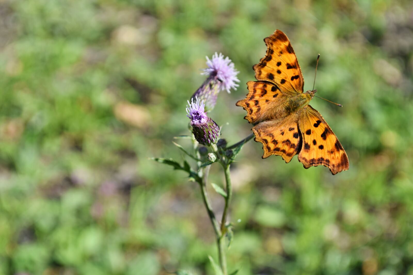 Nikon D5300 sample photo. Butterfly, insects, flower photography