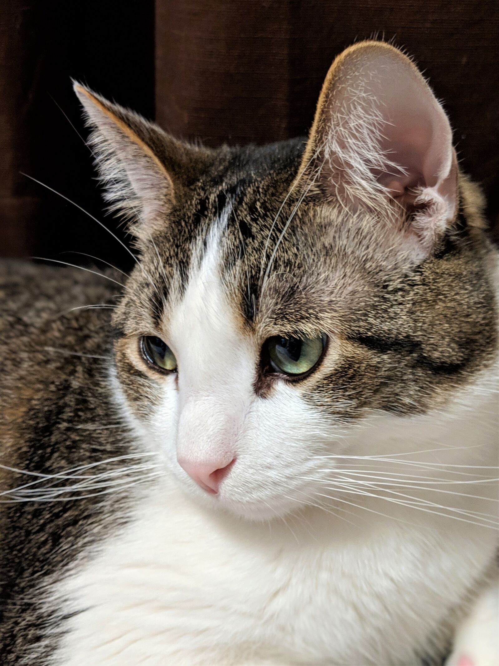 Google Pixel 3 sample photo. Cat, cat face, whiskers photography
