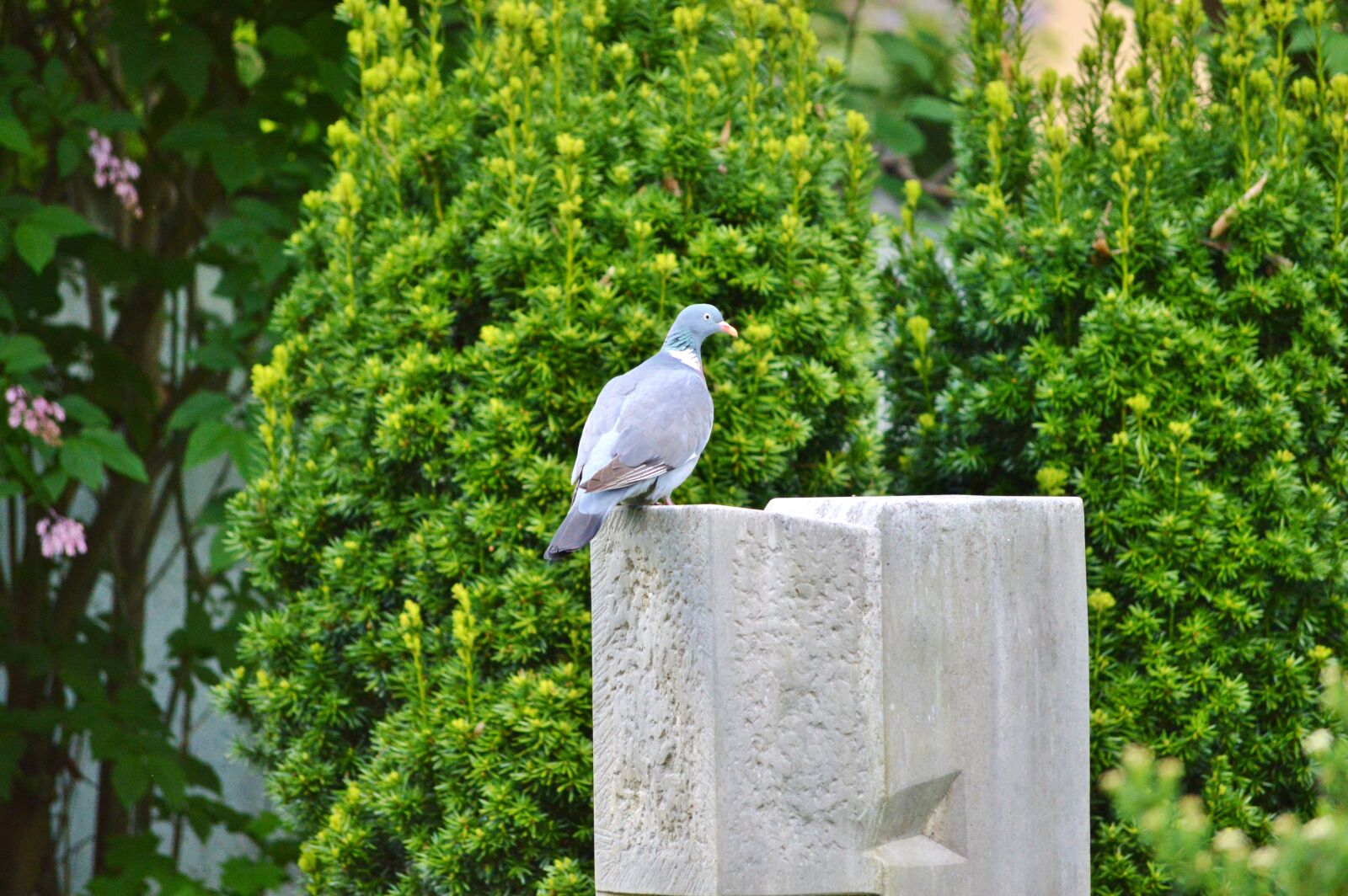 Nikon D3200 sample photo. Dove, bird, feather photography
