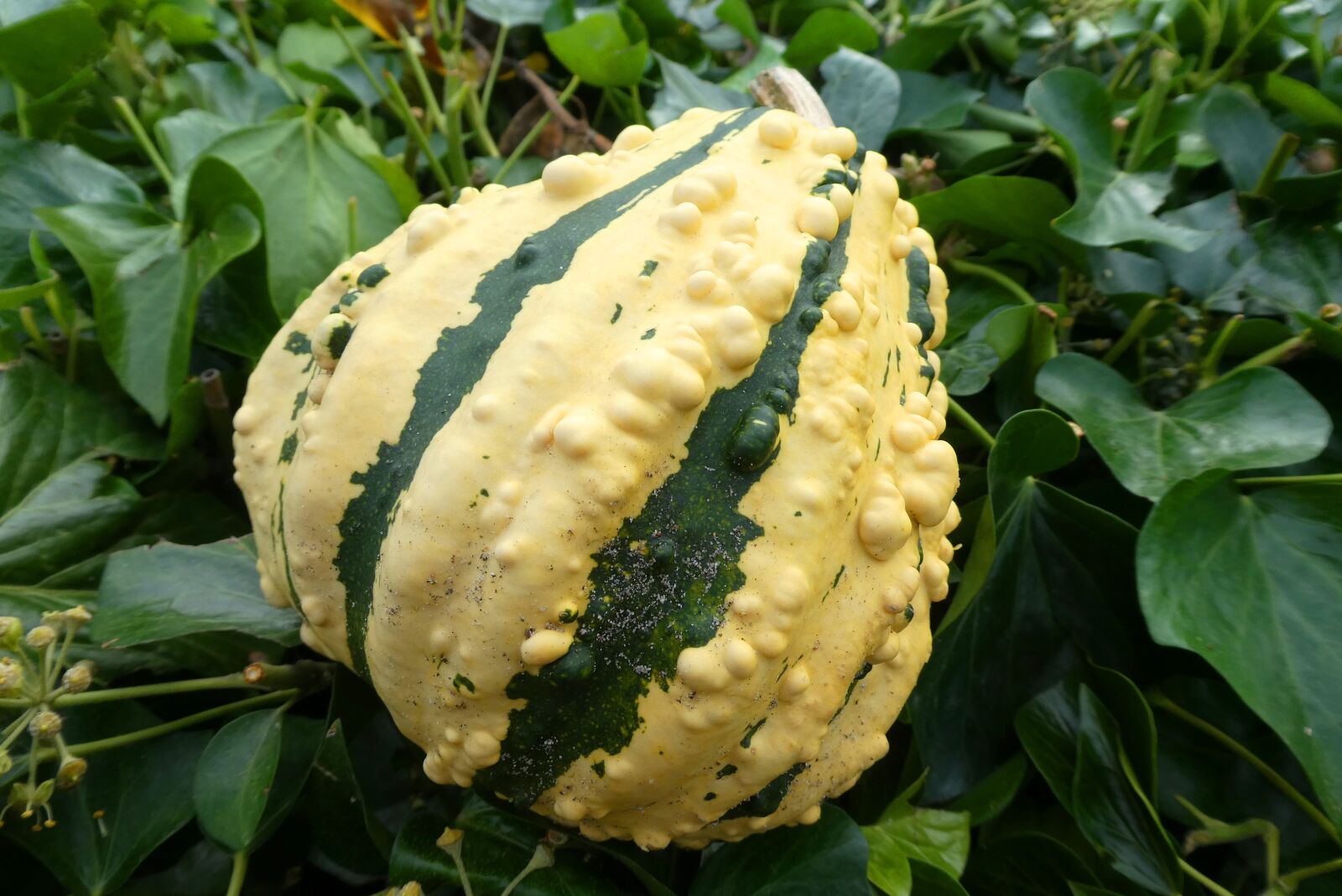 Panasonic Lumix DC-ZS70 (Lumix DC-TZ90) sample photo. Pumpkin, fruit, autumn photography