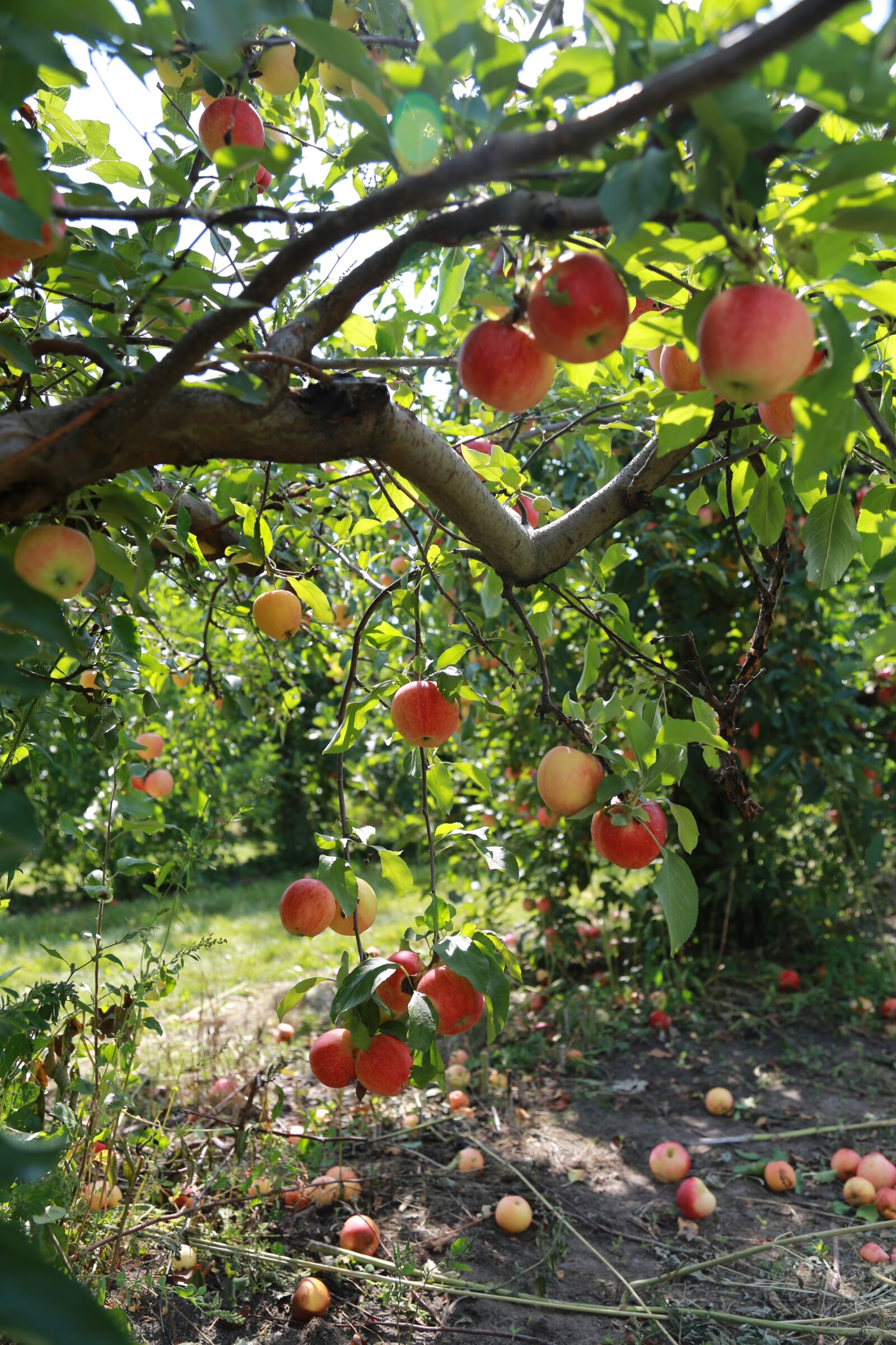Canon EOS 6D + Canon EF 24-105mm F4L IS USM sample photo. Apple, apple tree, fruit photography