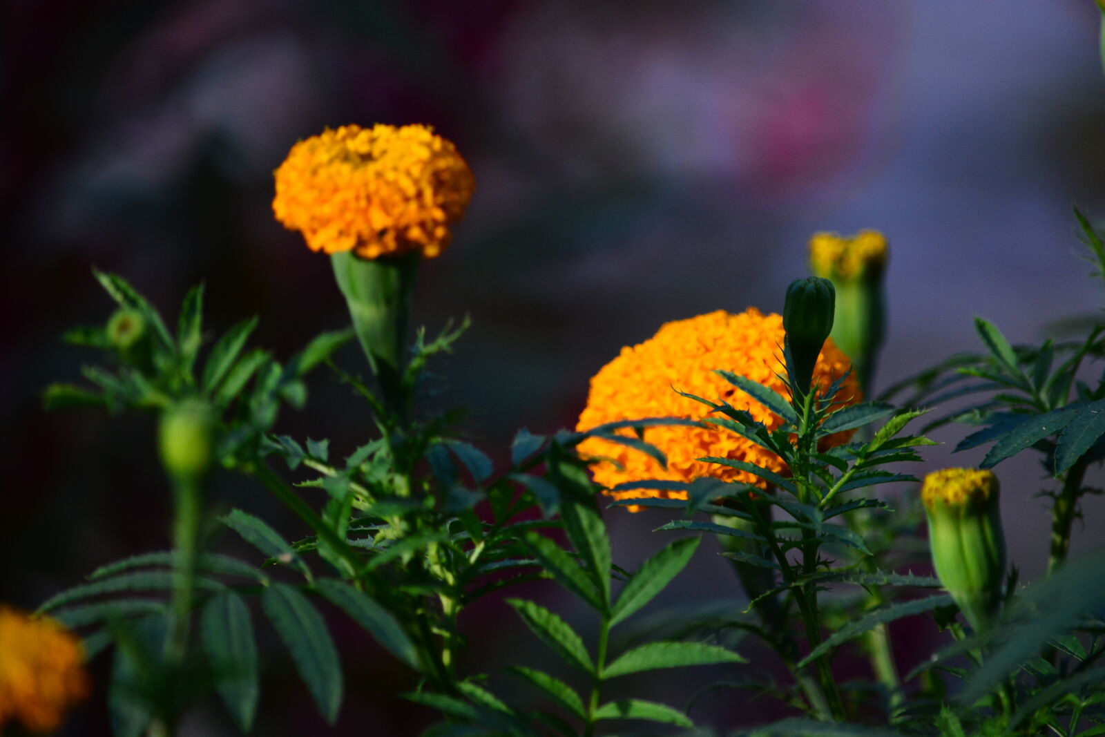 Nikon D7100 sample photo