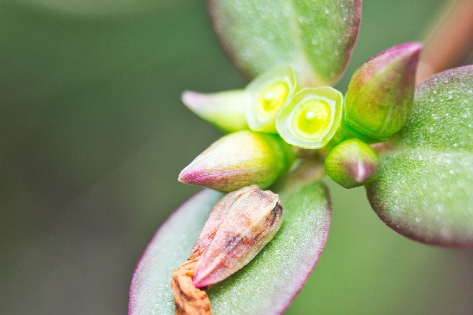 Nikon D3200 sample photo. Flower, flowers, shoots photography