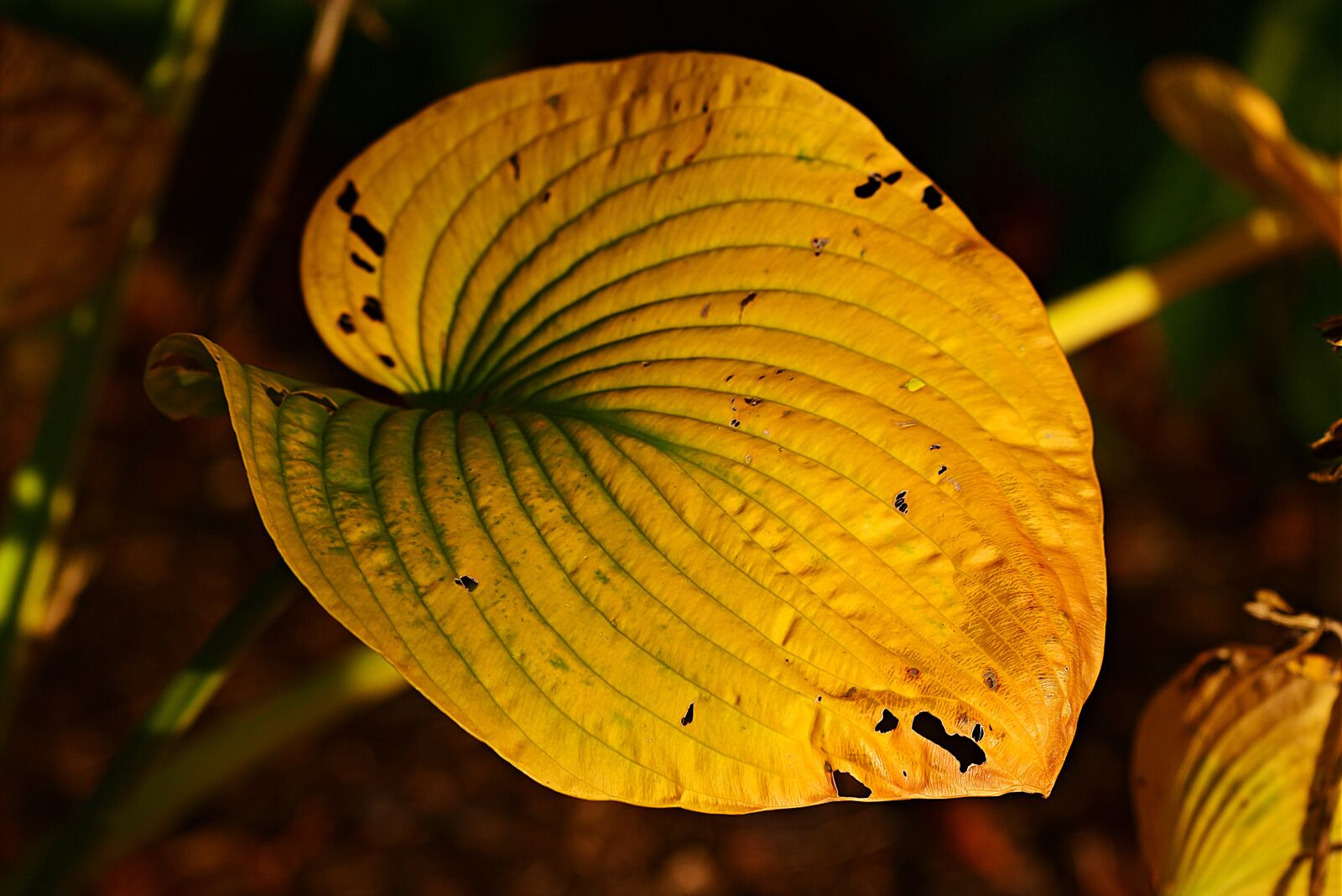 Nikon D750 sample photo. Hosta leaf, yellowed, autumn photography