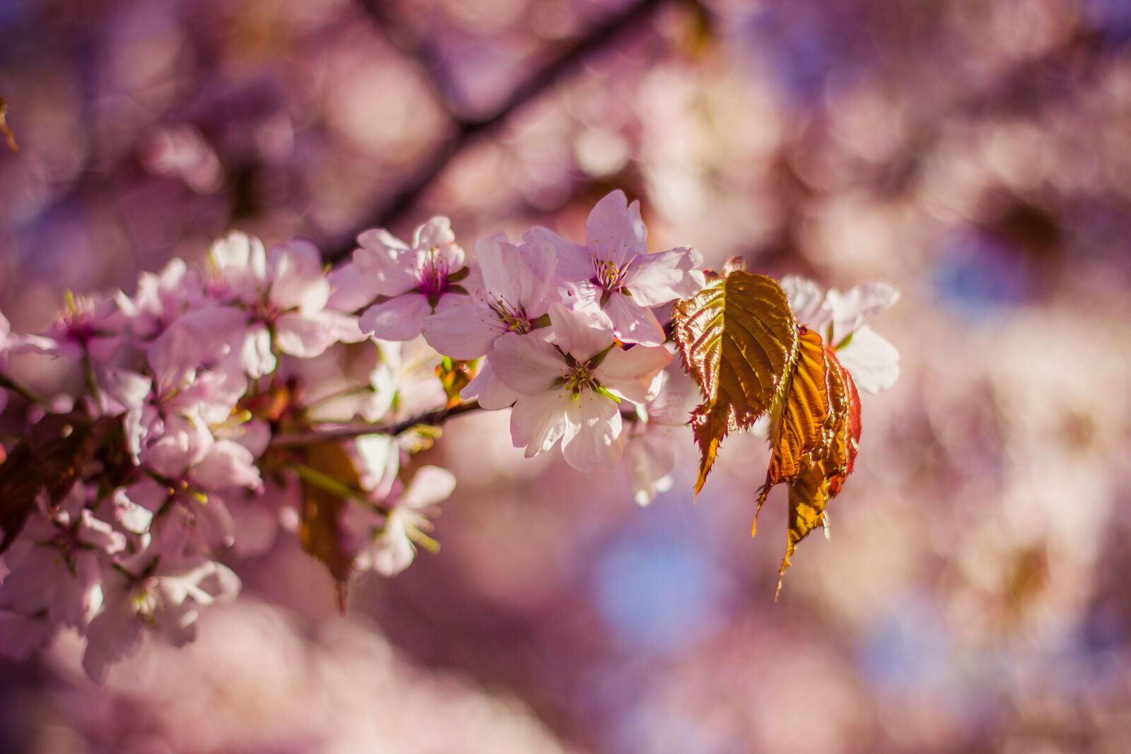Canon EOS 600D (Rebel EOS T3i / EOS Kiss X5) + Canon EF 50mm F1.8 II sample photo. Blossoms, leaves, spring, blooming photography
