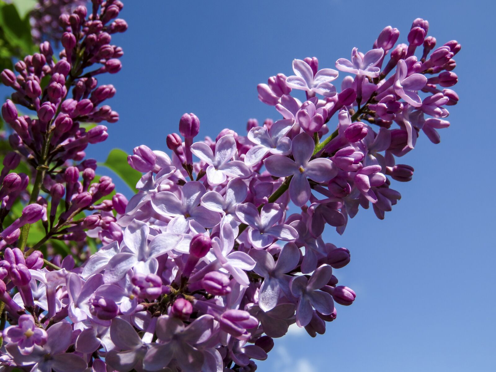 Canon PowerShot SX60 HS sample photo. Lilac, flowers, garden photography