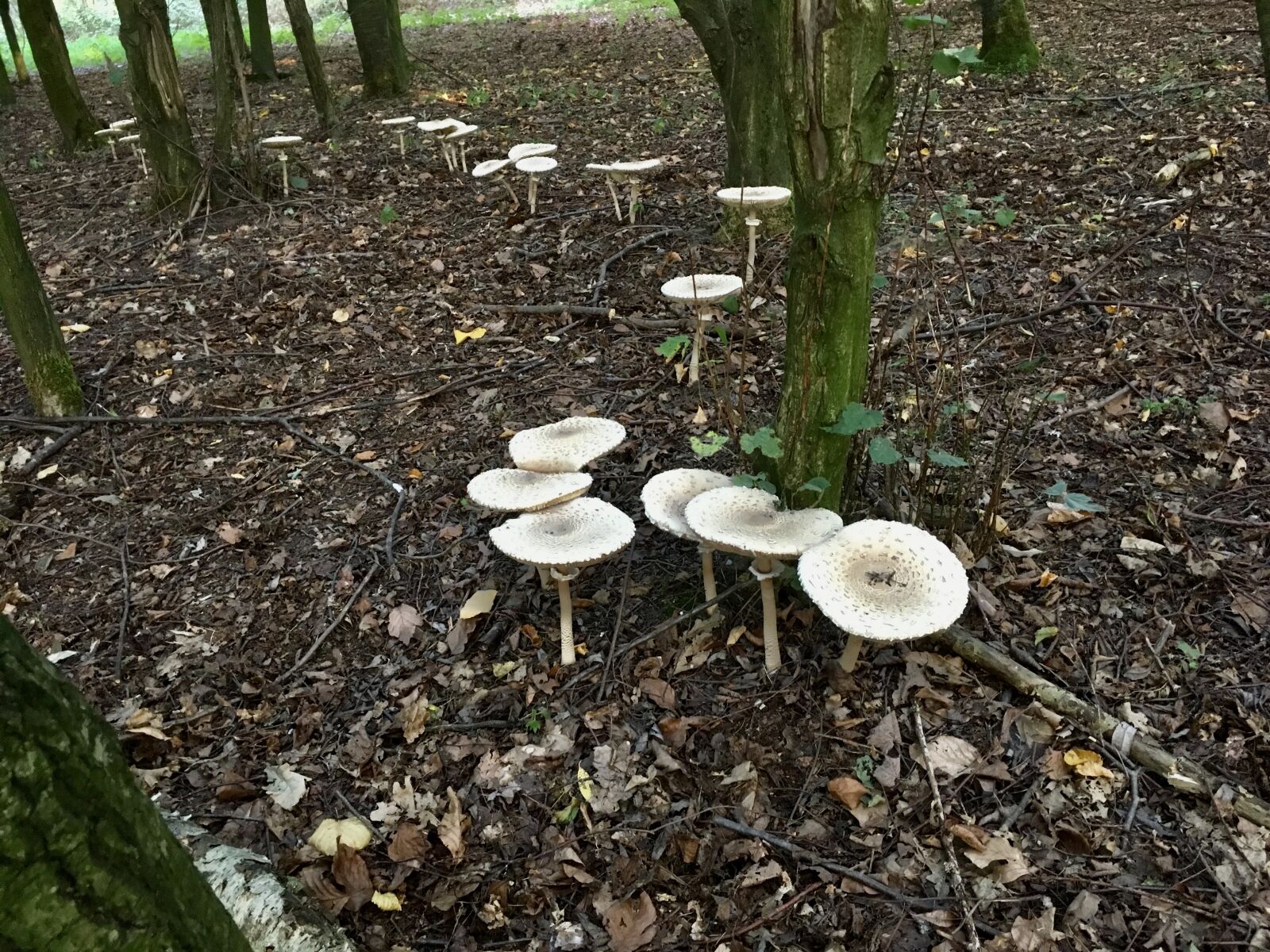 iPhone SE back camera 4.15mm f/2.2 sample photo. Photo, nature, autumn photography