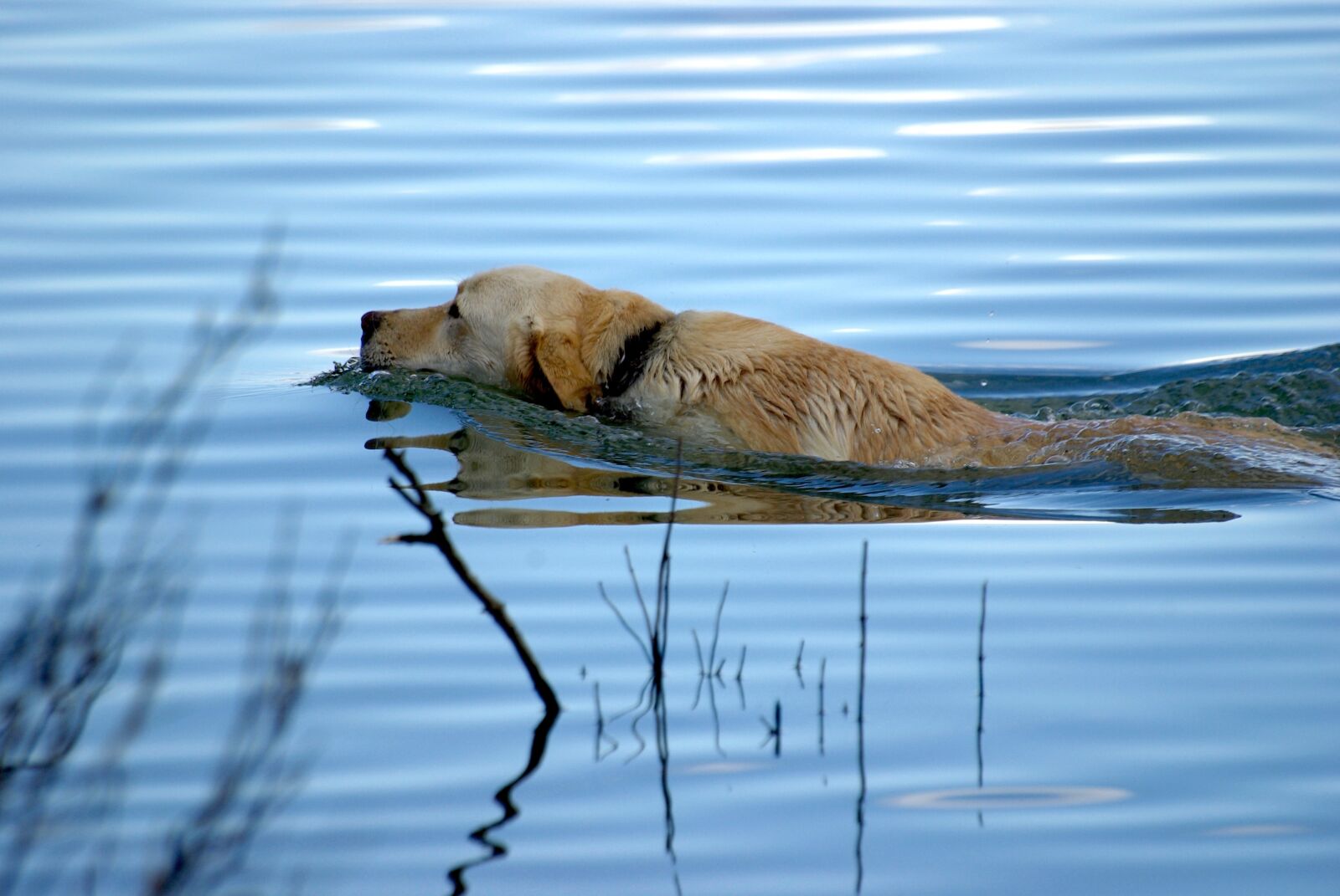 Pentax K10D sample photo. Dog, dog swimming, pets photography