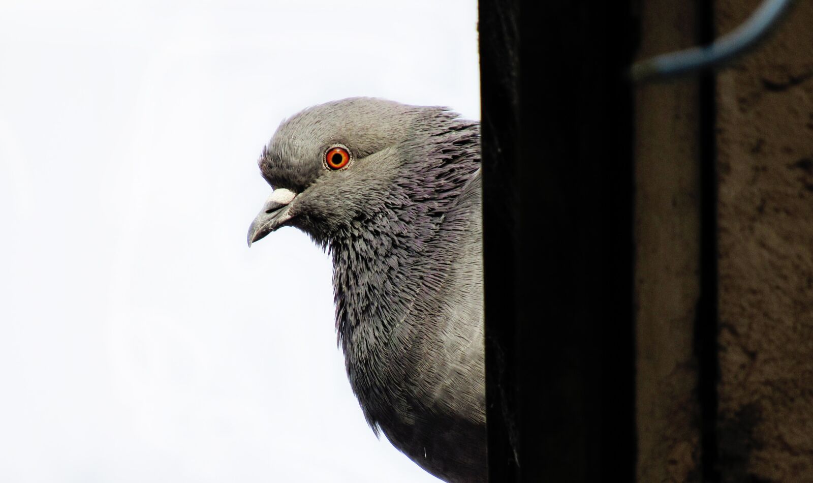 Canon PowerShot SX530 HS sample photo. Dove, pigeon, perching photography