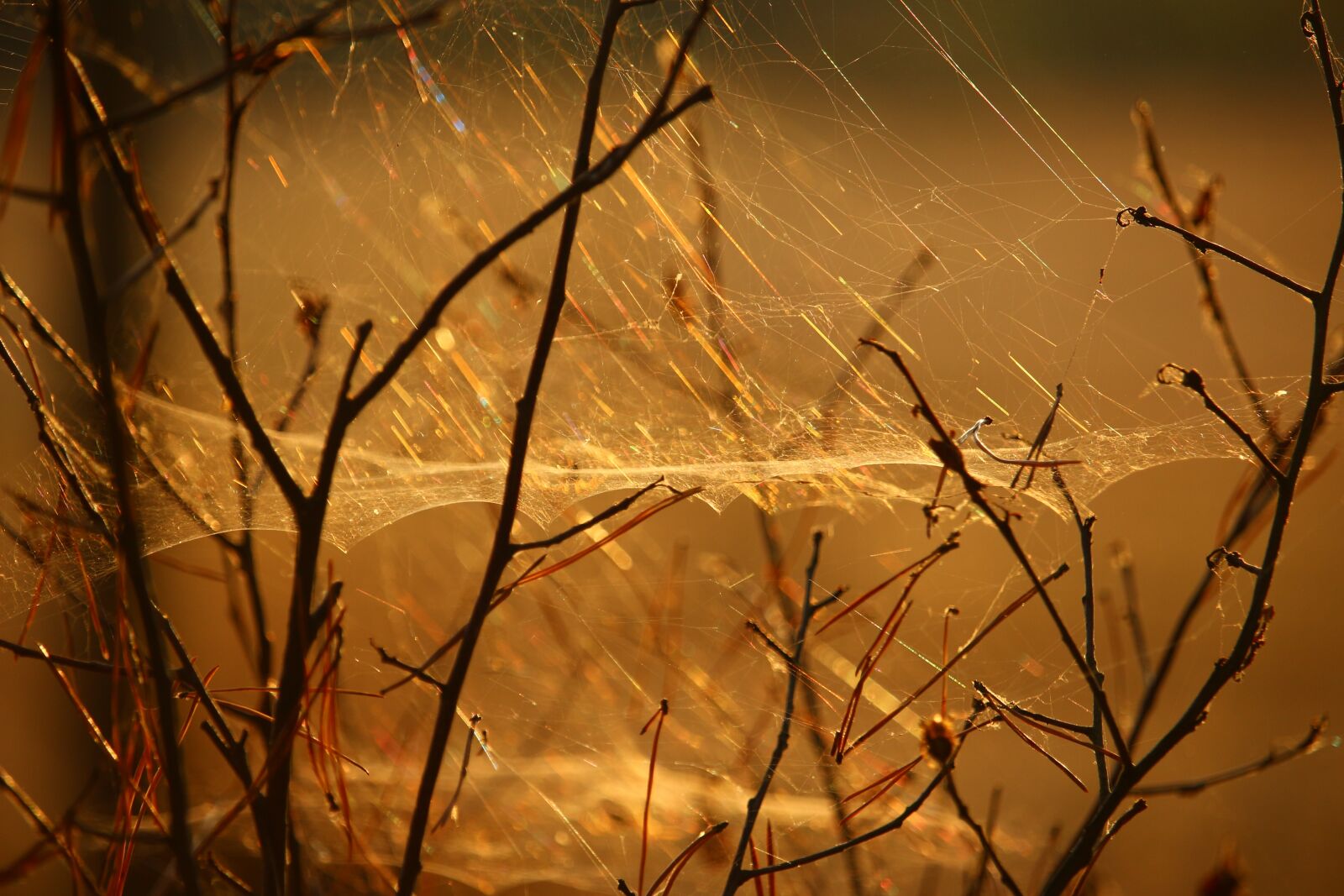 Canon EOS 100D (EOS Rebel SL1 / EOS Kiss X7) sample photo. Cobweb, aesthetic, nature photography