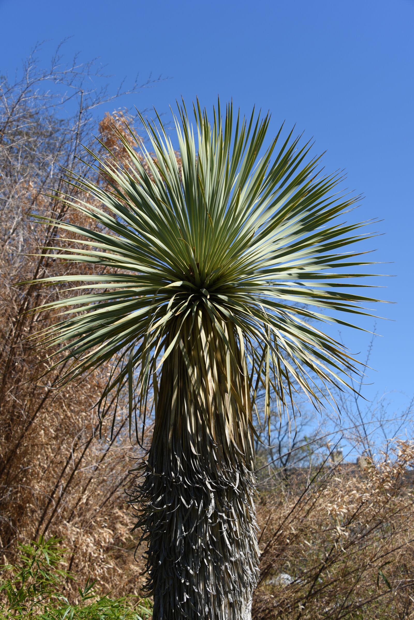 Nikon D750 sample photo. Palm, tree, palm tree photography