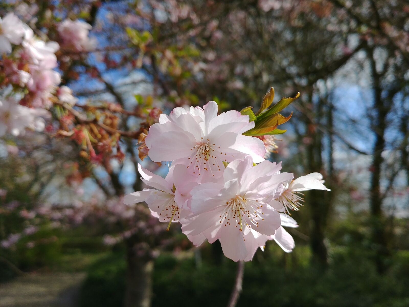 LG G6 sample photo. Blossom, nature, forest photography