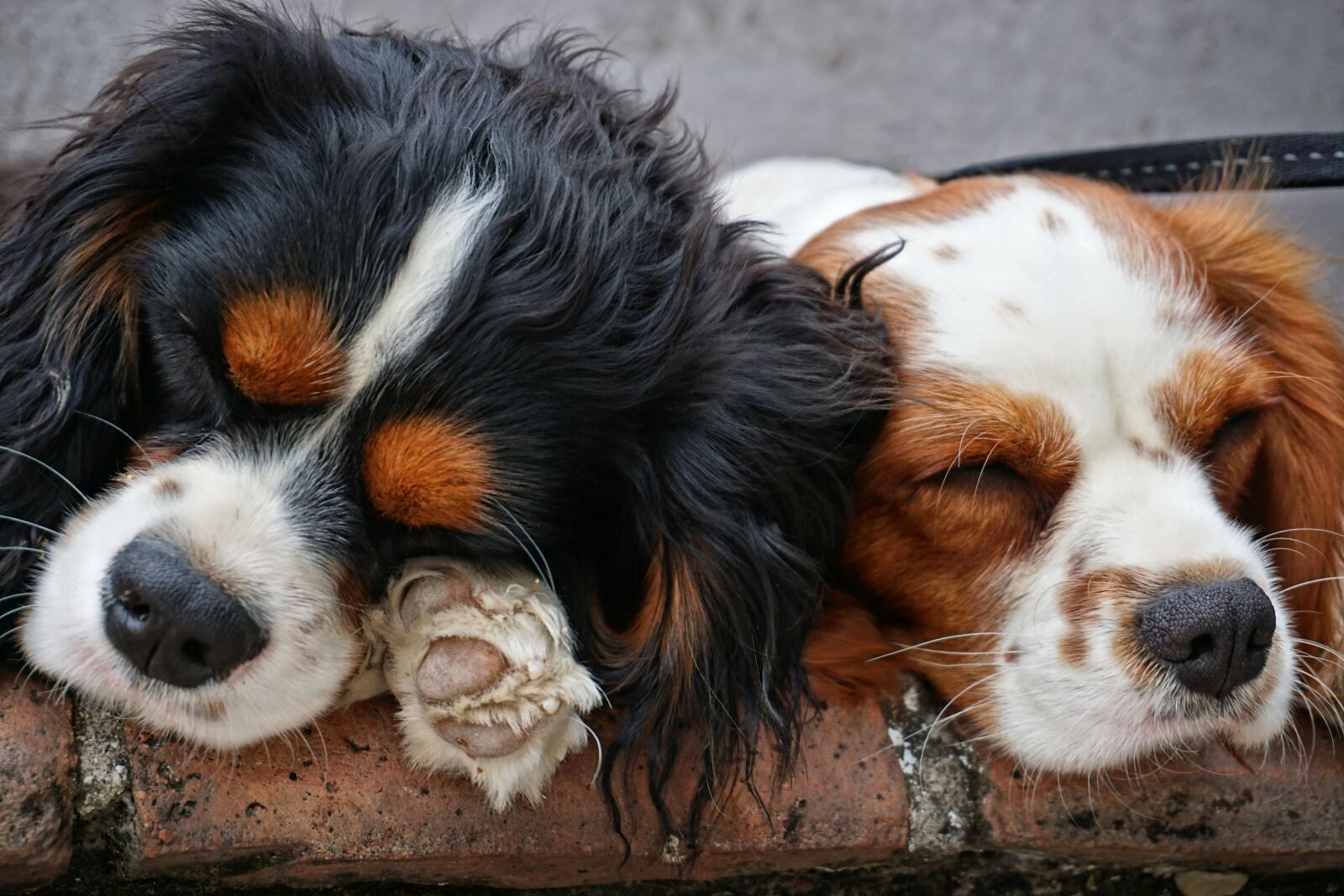 Sony E 16-50mm F3.5-5.6 PZ OSS sample photo. Dogs, sleeping dogs, mammal photography