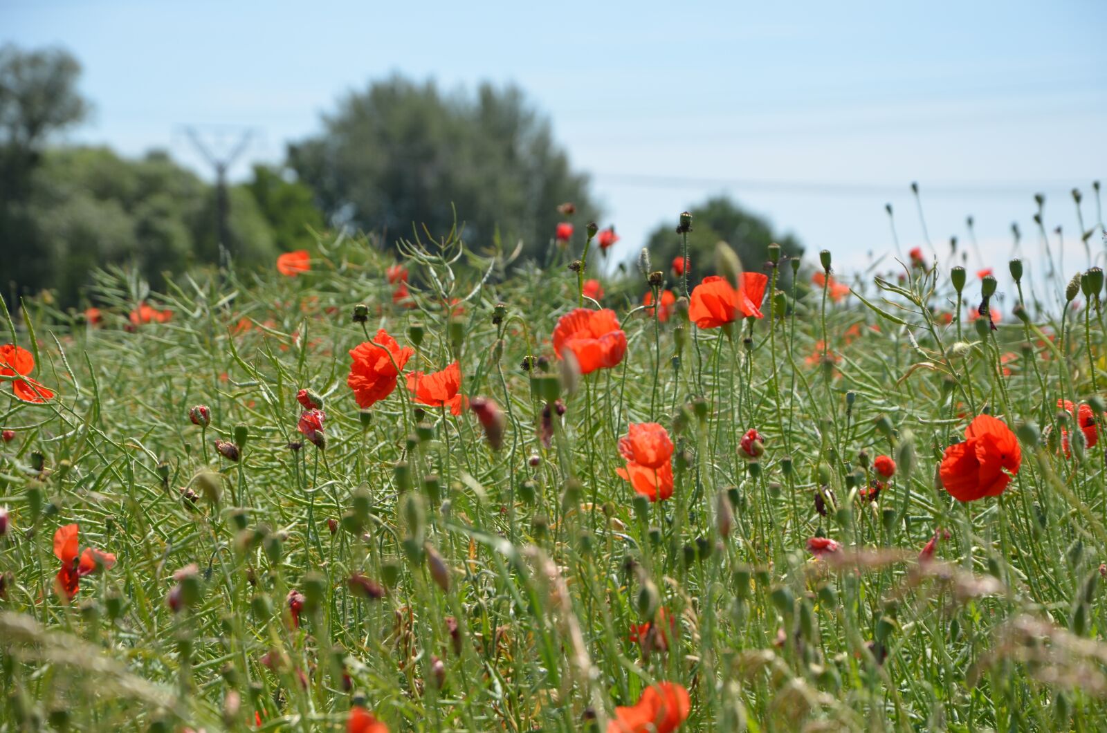 Nikon D5100 sample photo. Poppies, red, color photography