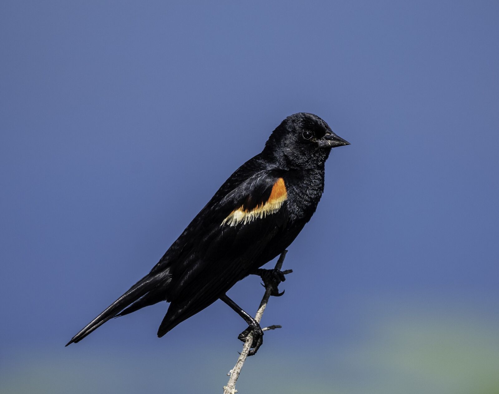 Nikon D750 sample photo. Blackbird, red-winged blackbird, bird photography