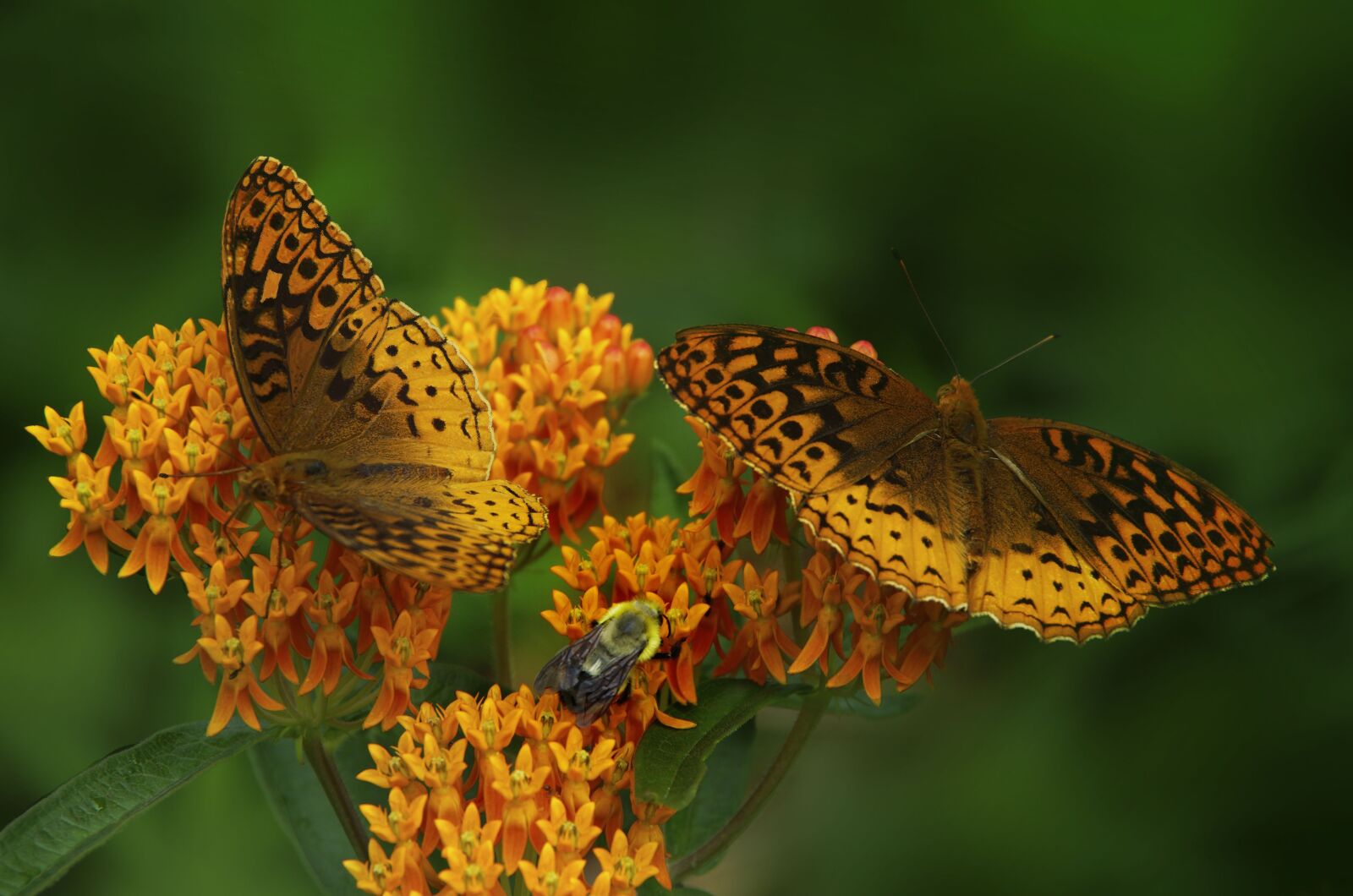 Pentax smc DA 18-135mm F3.5-5.6ED AL [IF] DC WR sample photo. Butterfly, butterfly weed, orange photography