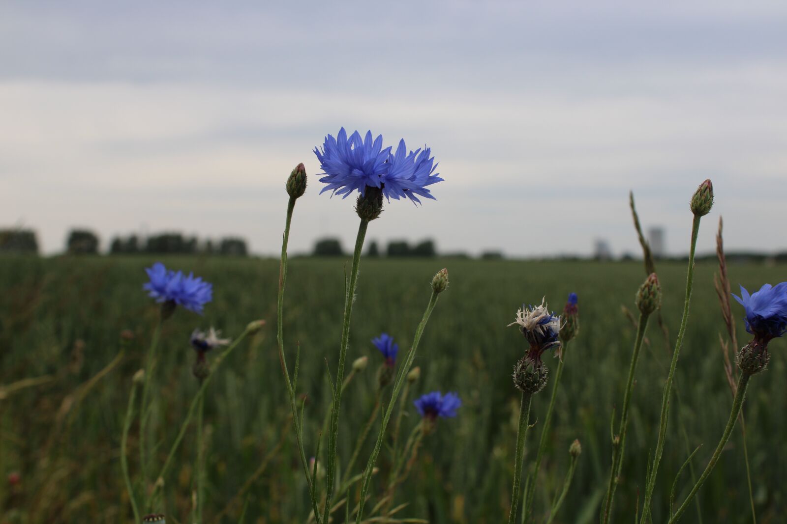 Canon EOS 2000D (EOS Rebel T7 / EOS Kiss X90 / EOS 1500D) sample photo. Flower, blue, purple photography