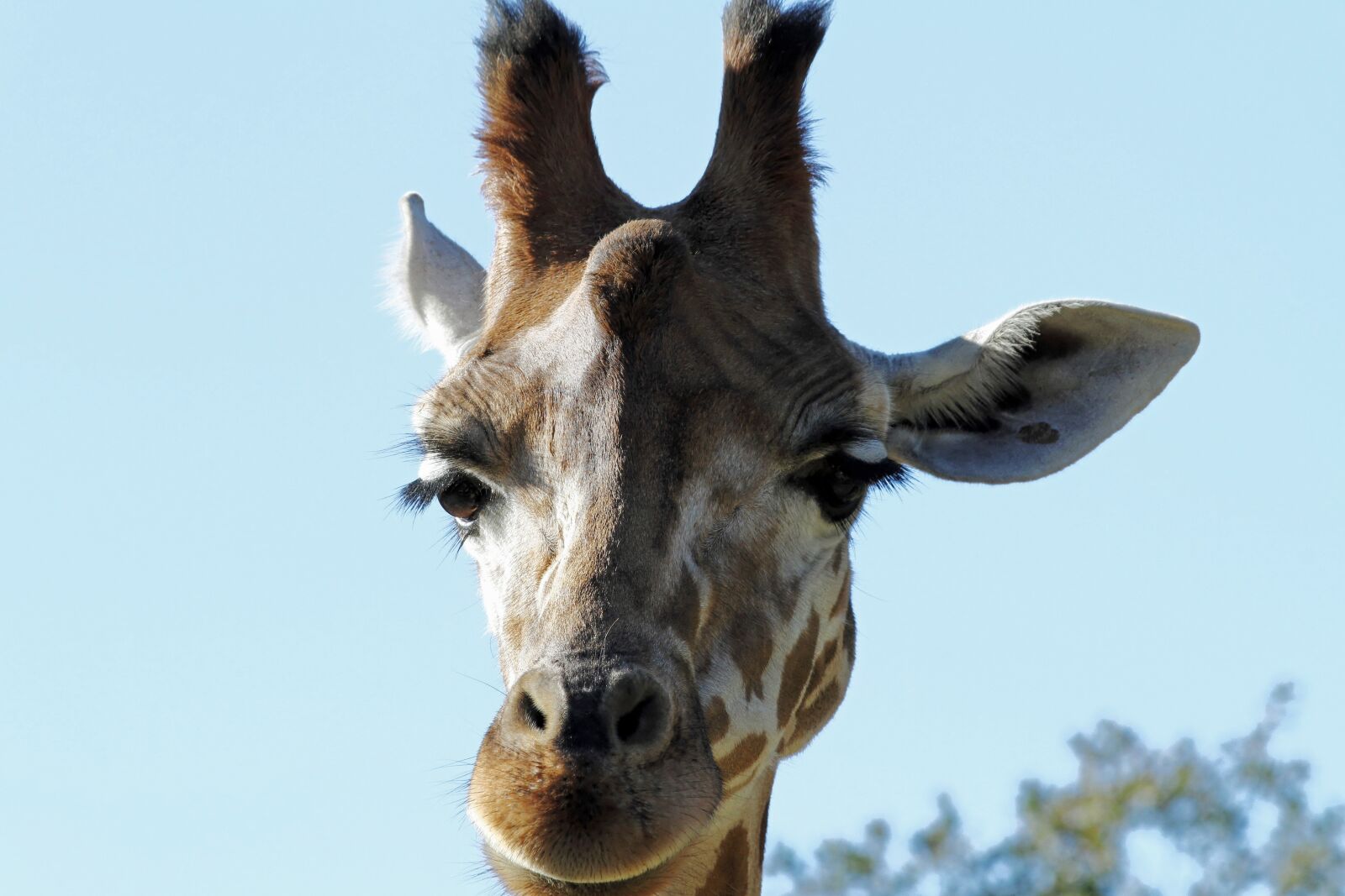Canon EOS 7D sample photo. Giraffe, animal, nature photography