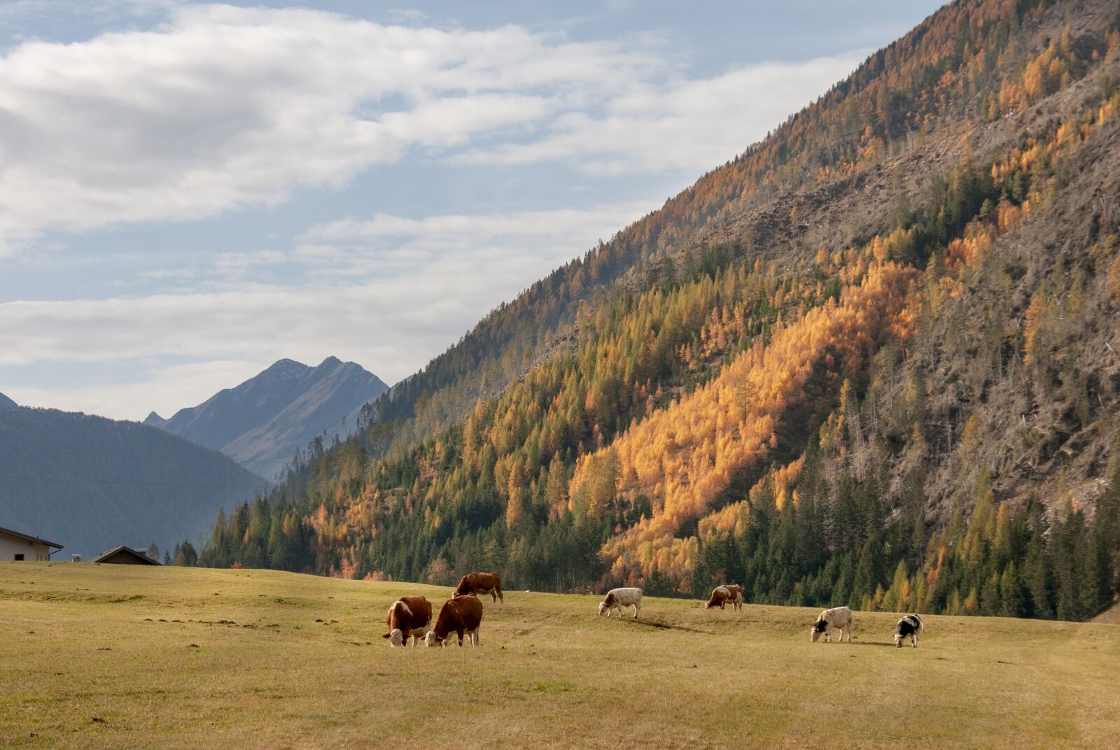 Nikon D300S sample photo. Meadow, cows, cattle photography