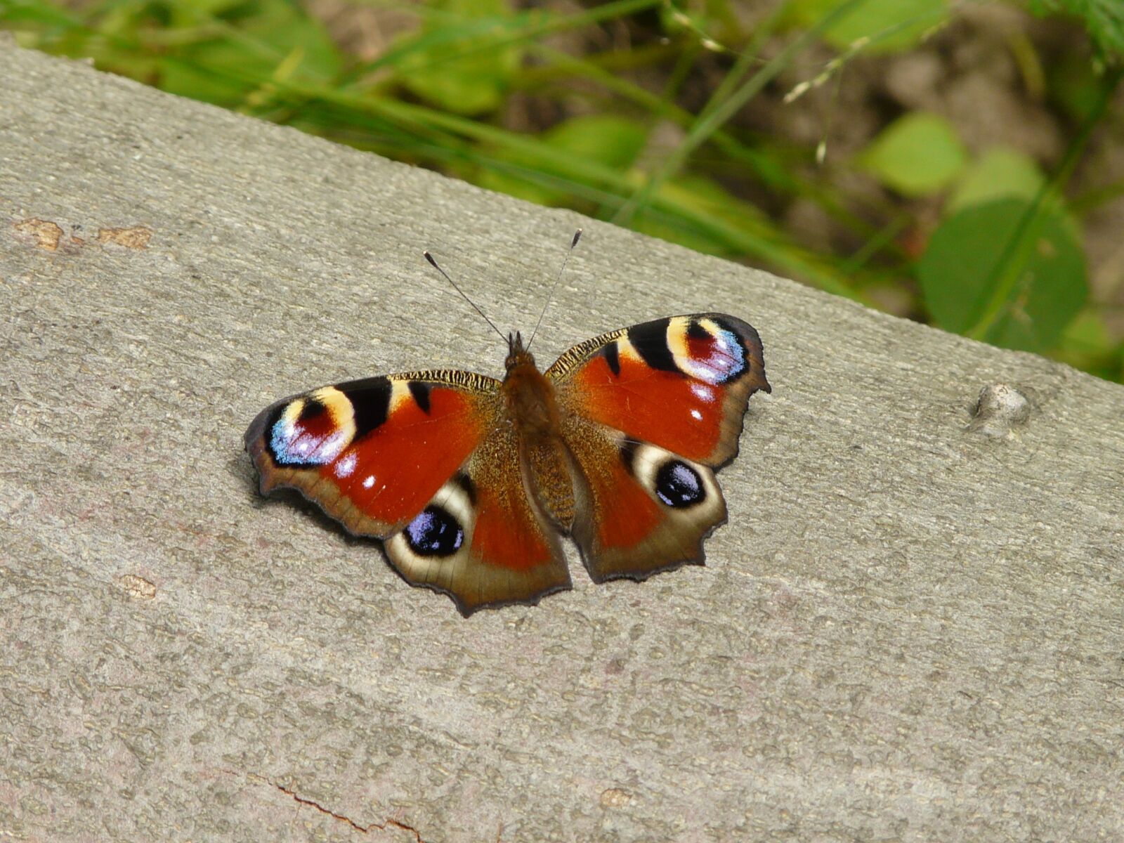 Panasonic DMC-FZ18 sample photo. Butterfly, eye, brown photography