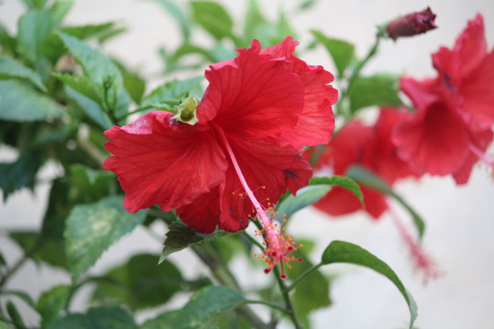 Canon EOS 1200D (EOS Rebel T5 / EOS Kiss X70 / EOS Hi) sample photo. Hibiscus, flower, plant photography