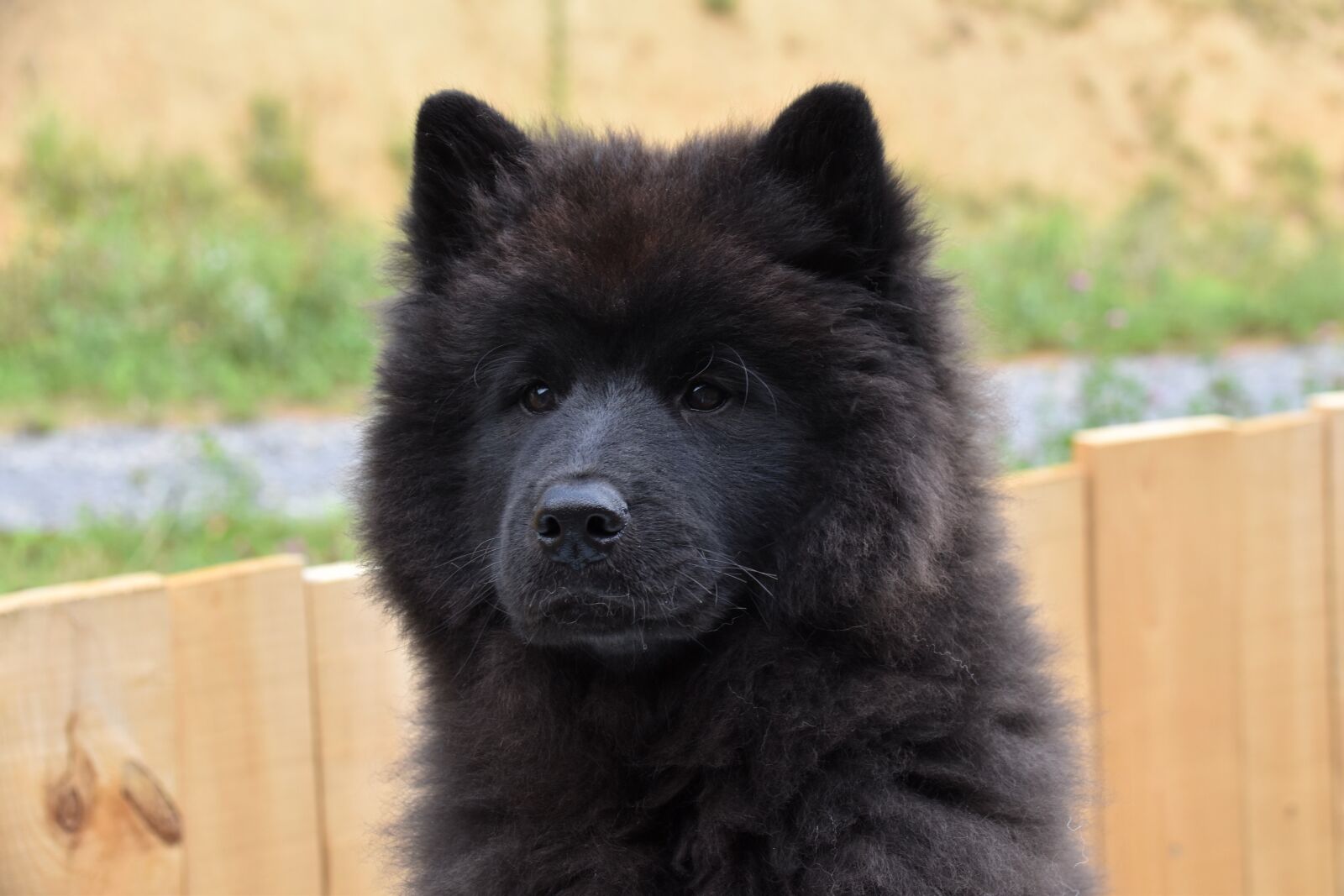 Nikon D5600 sample photo. Dog, puppy, pup photography
