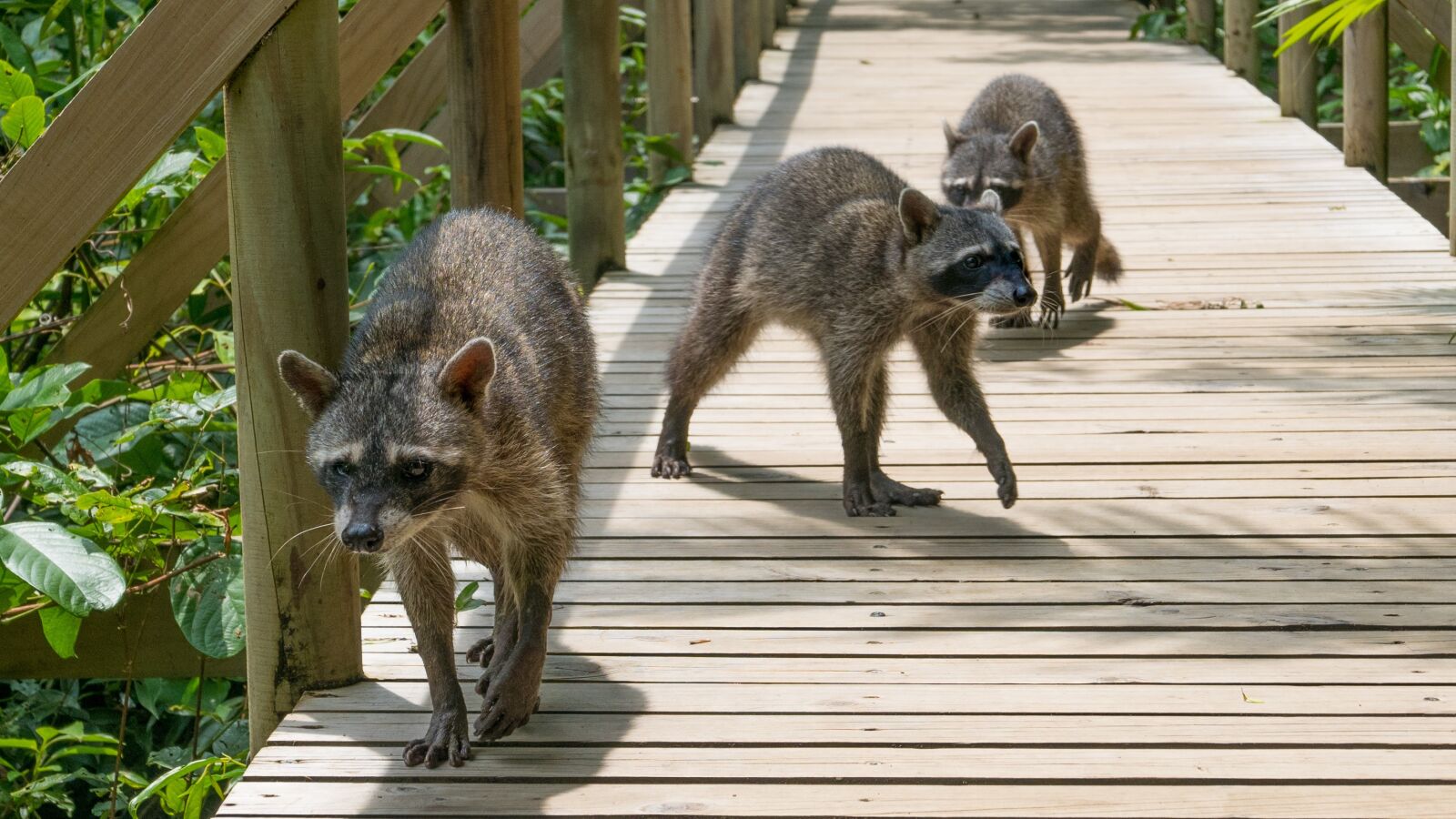 Panasonic Lumix DMC-LX100 sample photo. Raccoons, costa rica, national photography