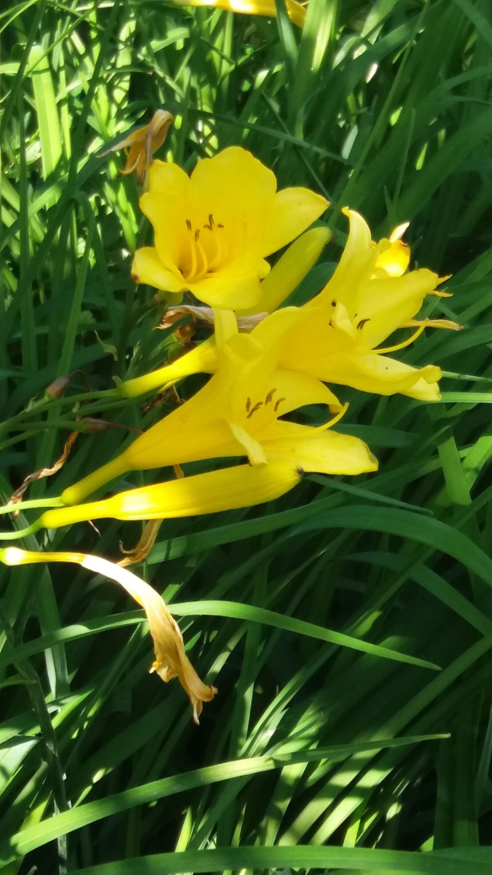 Samsung Galaxy J5 sample photo. Daylily, yellow, summer photography