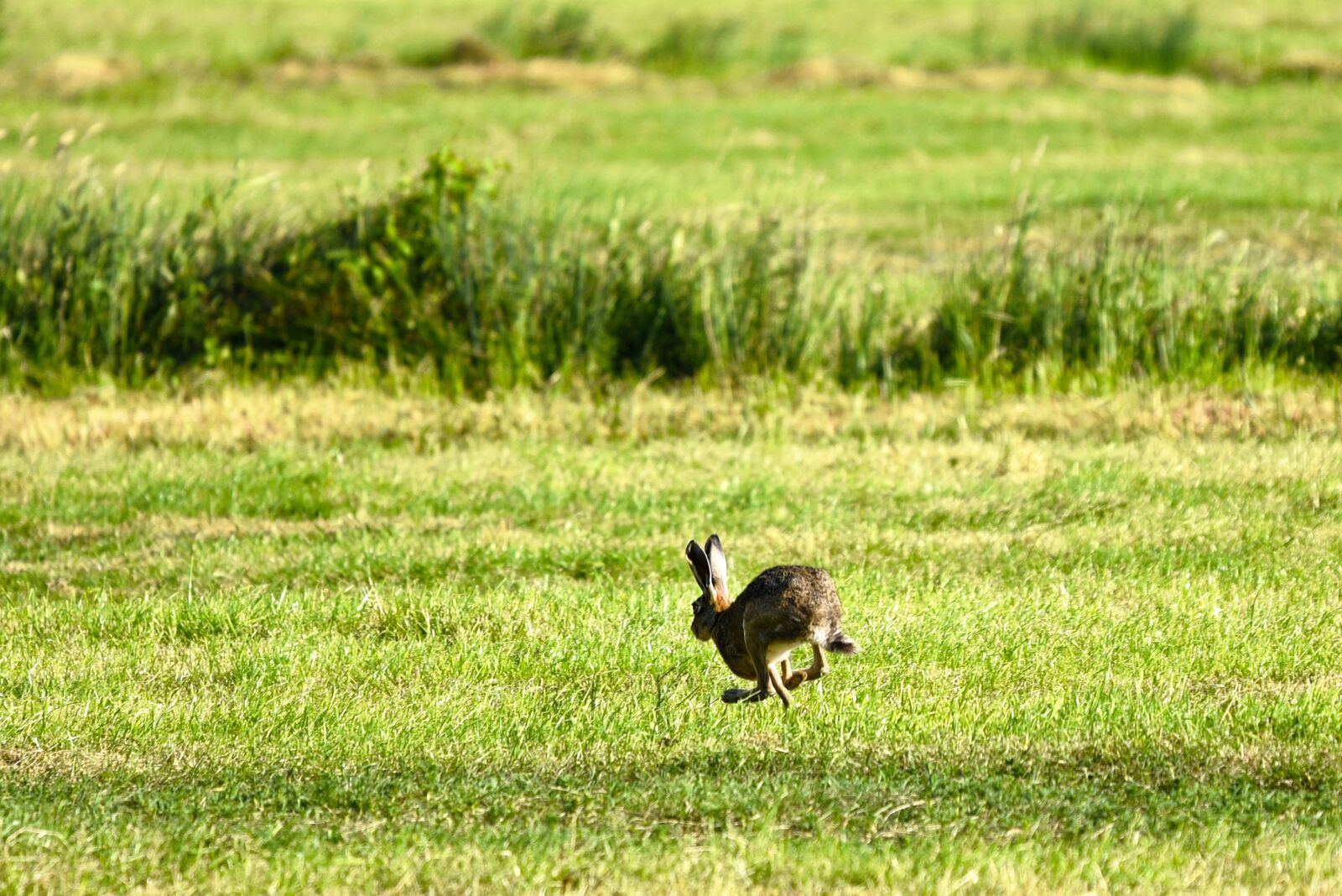 Nikon D750 sample photo. Hare, animal, mammal photography