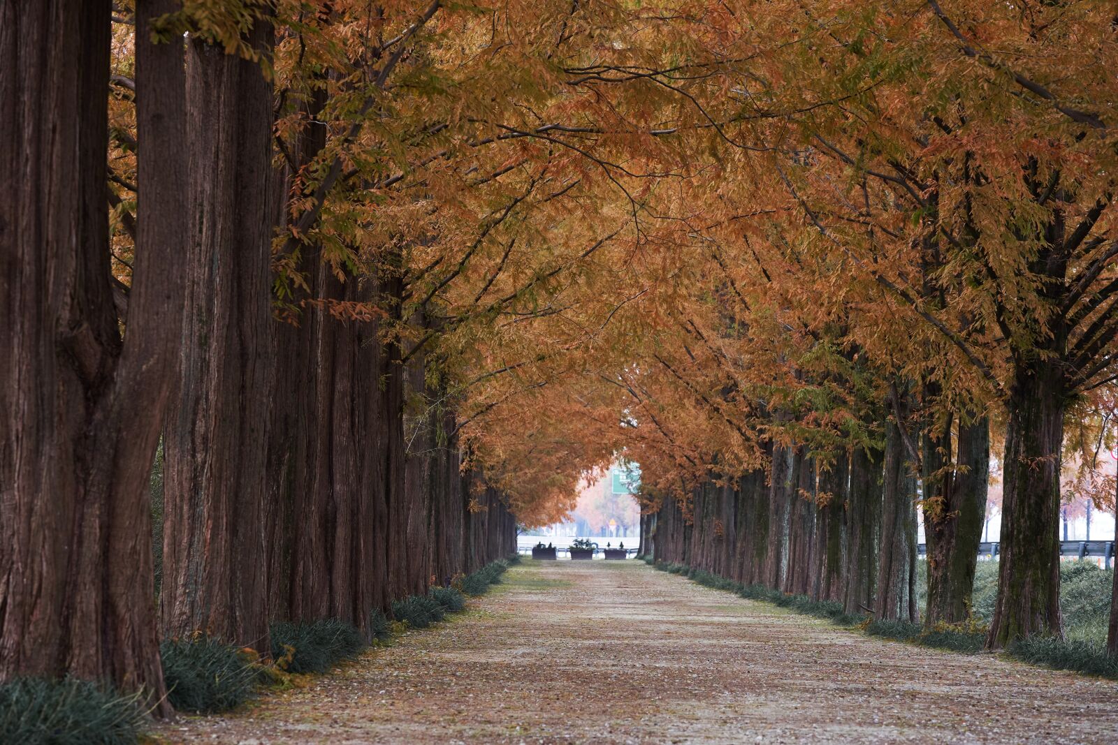 Sigma 70-200mm F2.8 EX DG OS HSM sample photo. Damyang metasequoia in korea photography