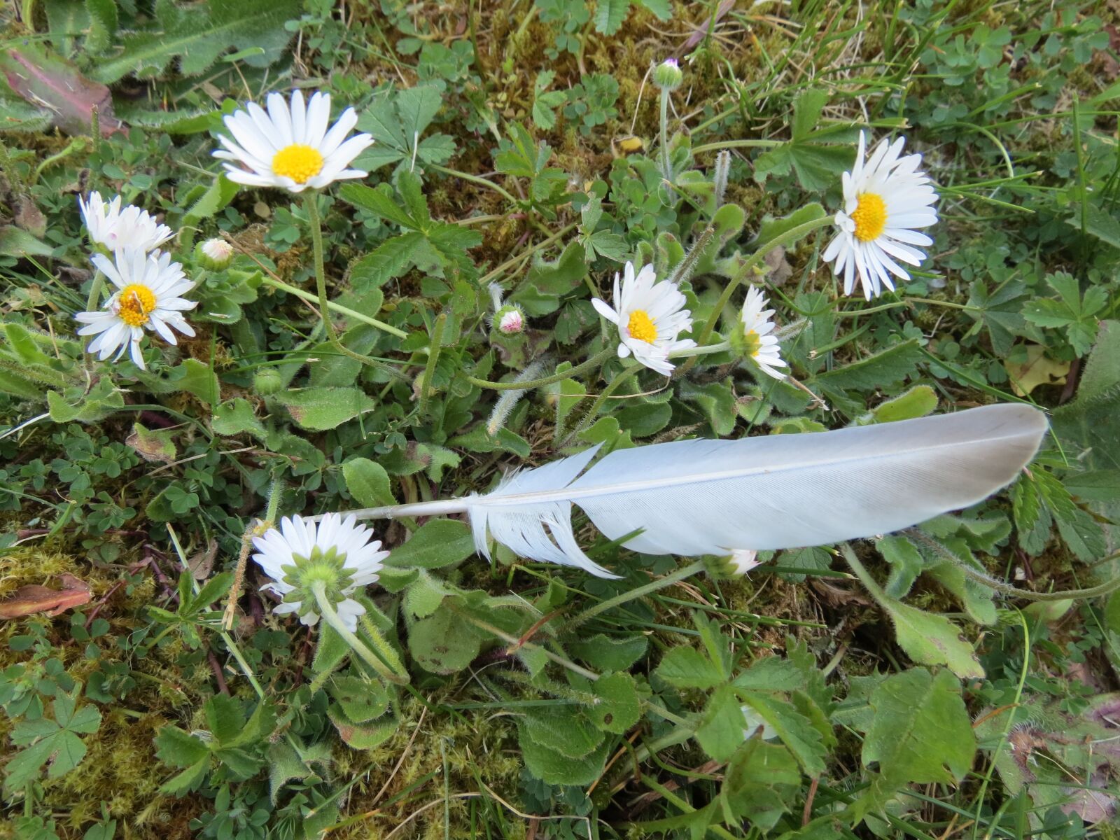 Canon PowerShot SX40 HS sample photo. Pen, grass, spring photography