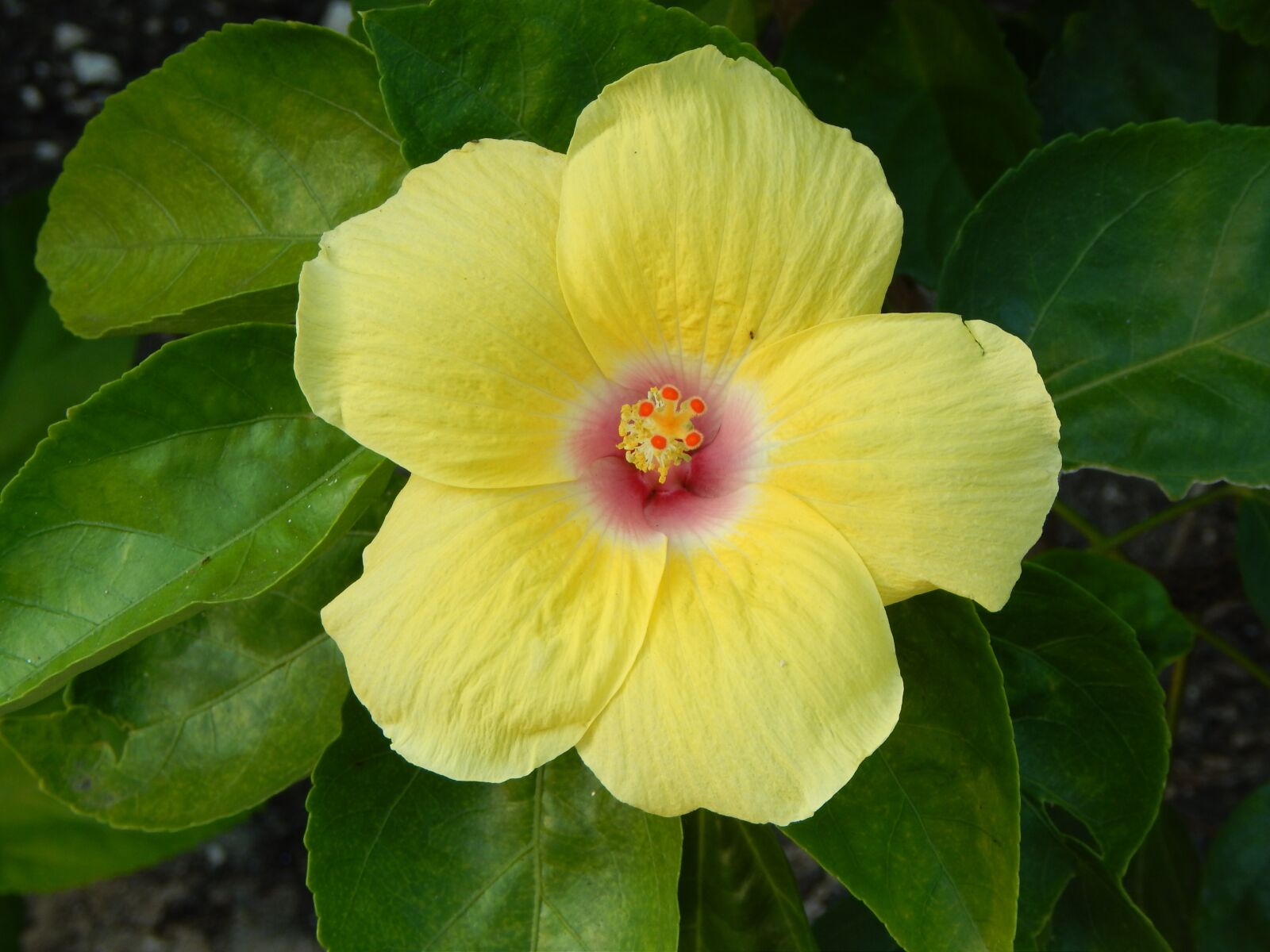 Nikon Coolpix L820 sample photo. Flower, yellow, nature photography