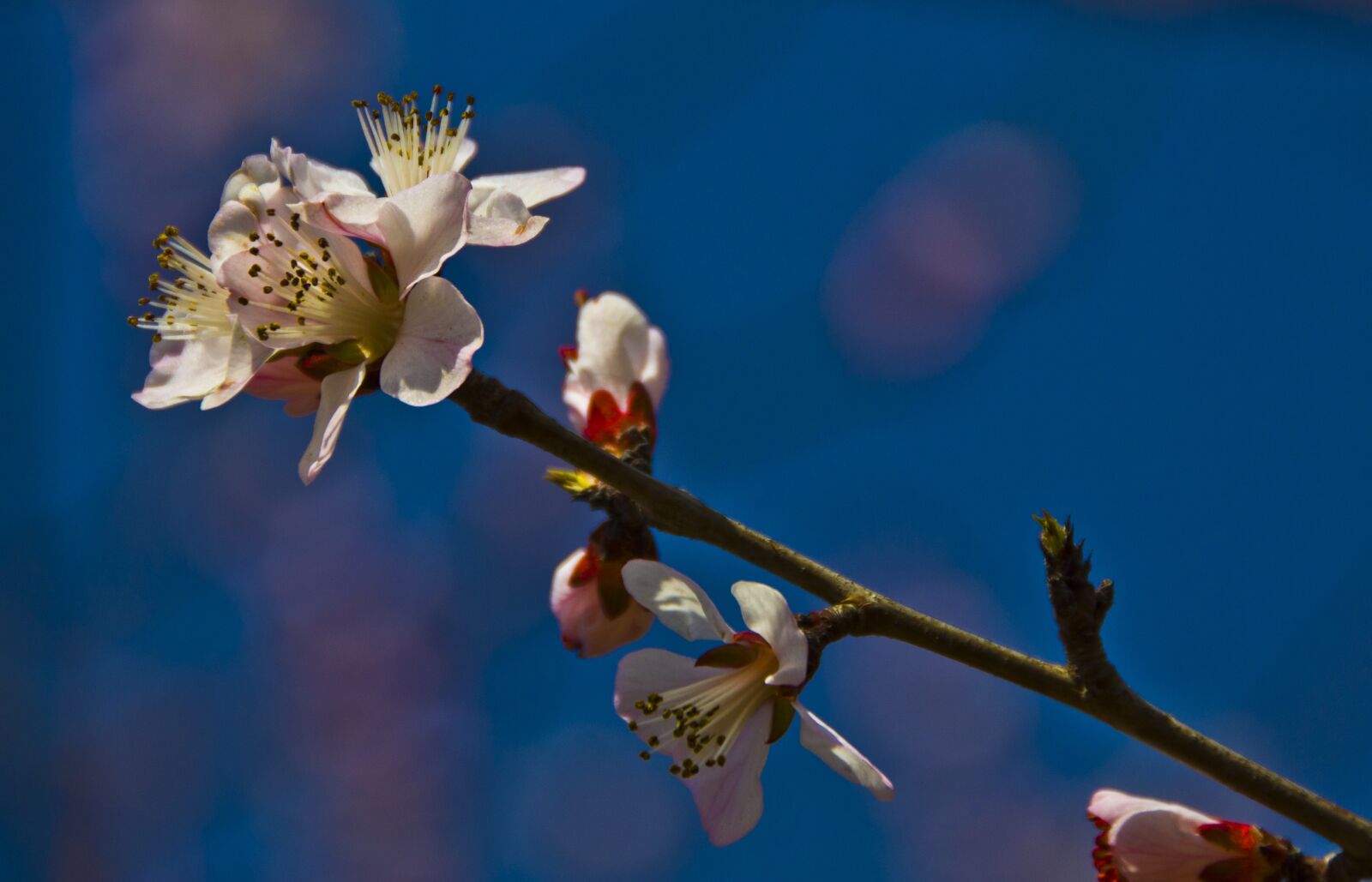 Nikon D7000 sample photo. Beautiful, flowers, plum photography