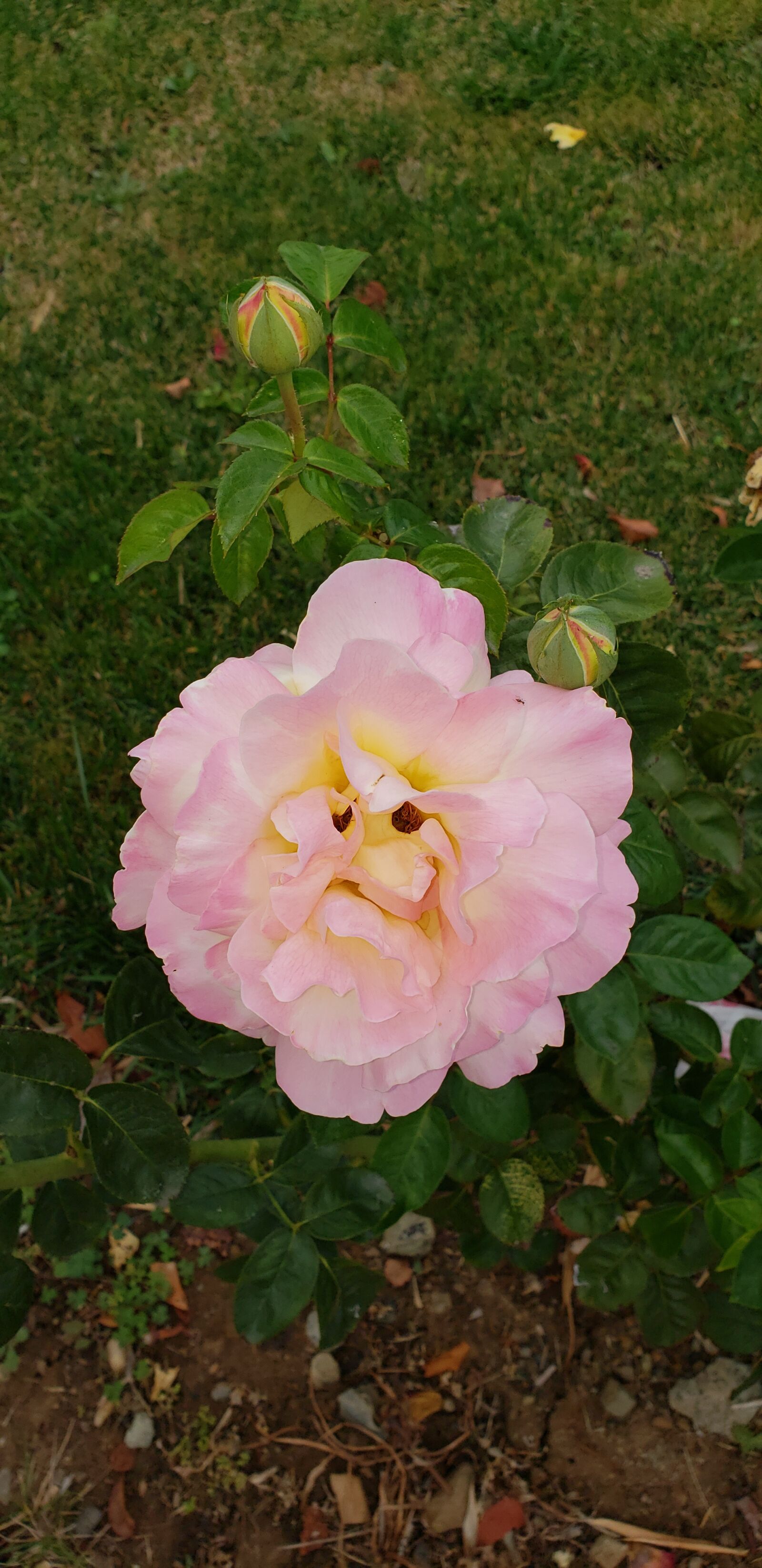 Samsung Galaxy S9+ sample photo. Pink, rose, flower photography