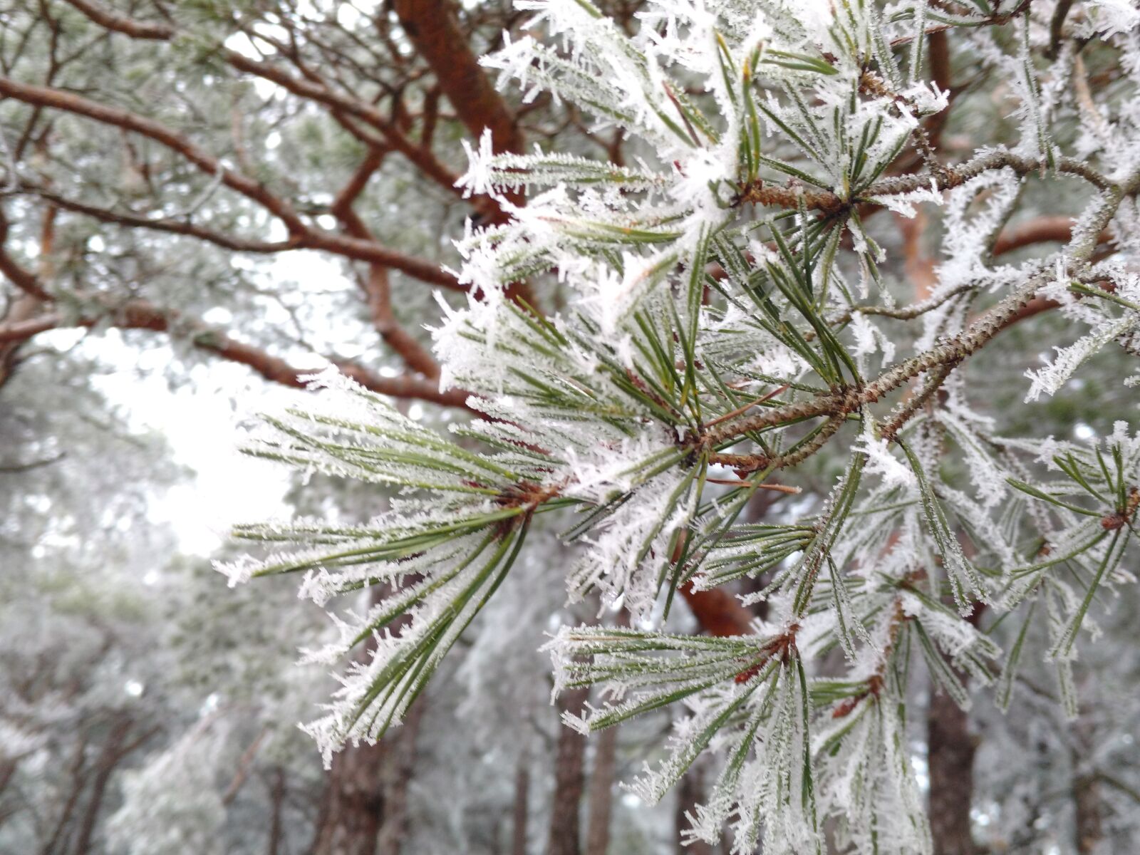 Motorola Moto X Play sample photo. Forest, frost, winter photography