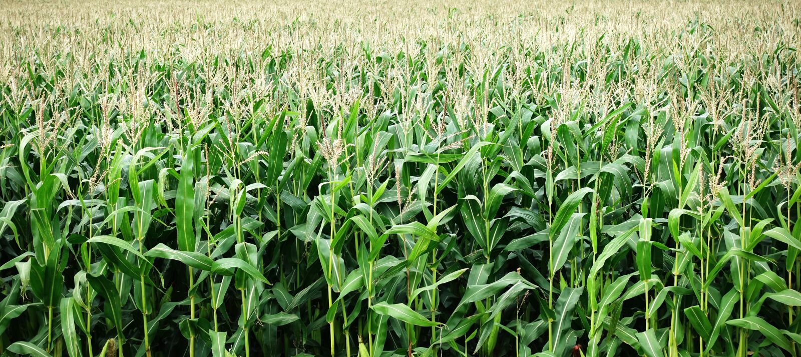 Sony DSC-RX100M5 sample photo. Corn, maize, crop photography