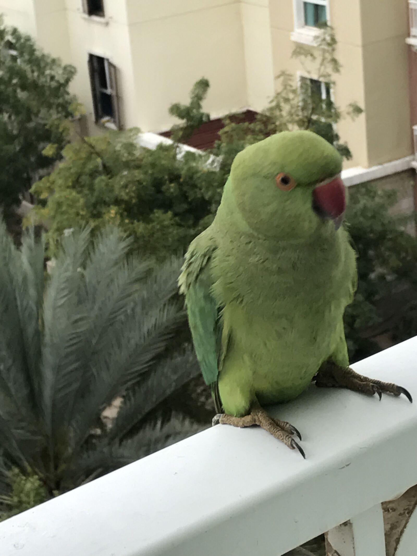 Apple iPhone 7 sample photo. Parrot, green, bird photography