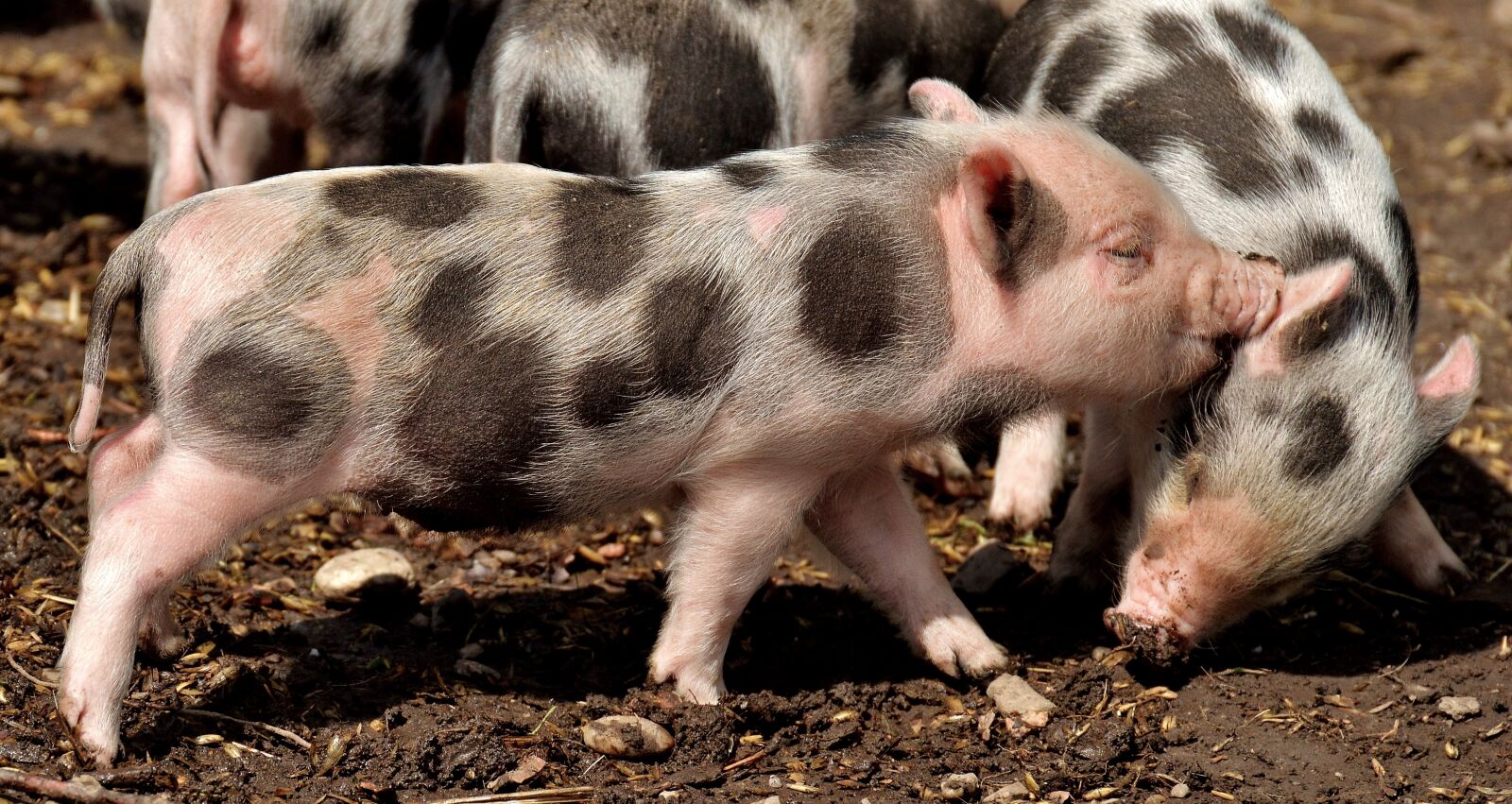 Nikon D3200 sample photo. Piglet, small pigs, mini photography