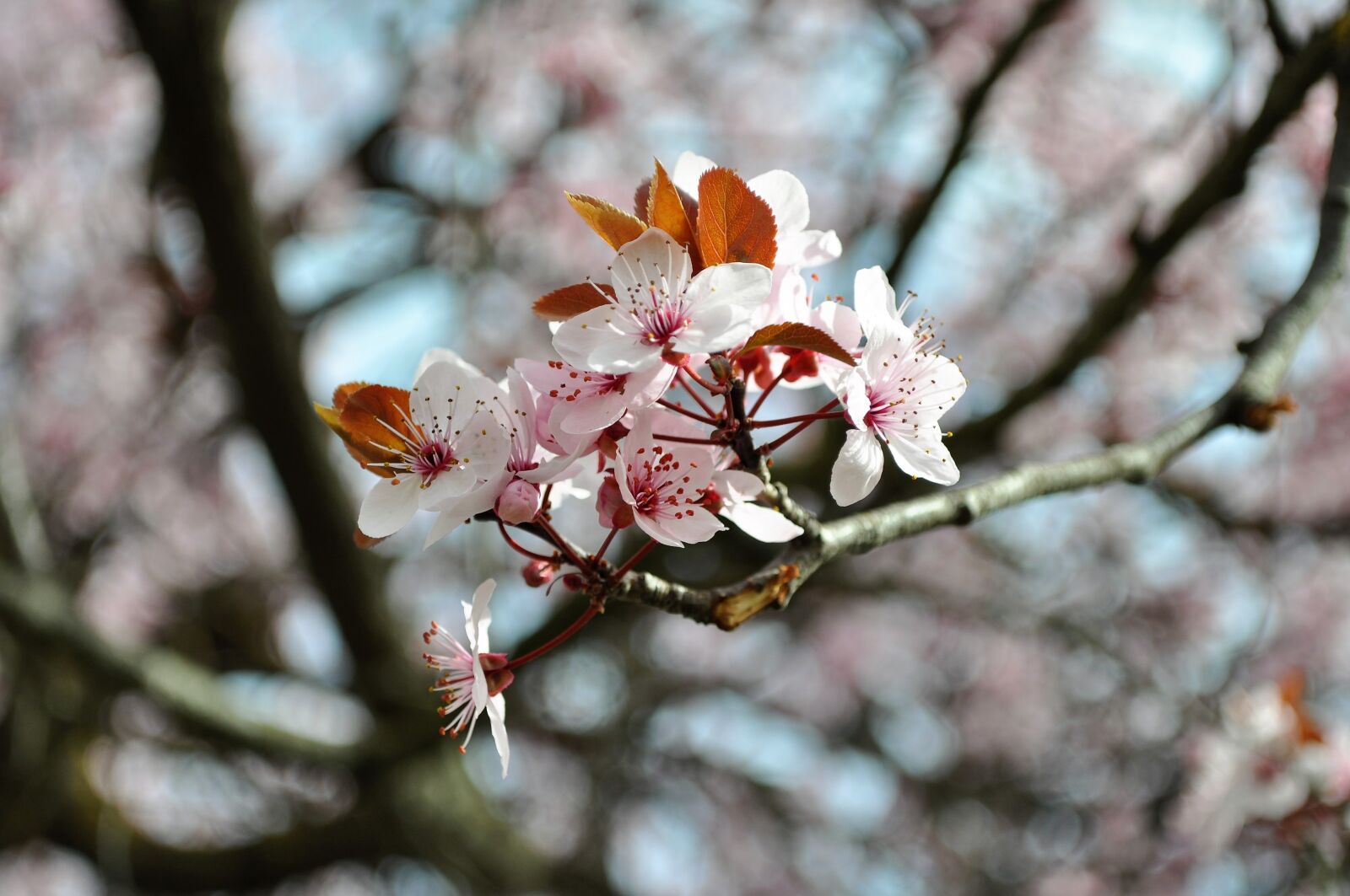 Nikon D5000 sample photo. Spring, flower, flowers photography