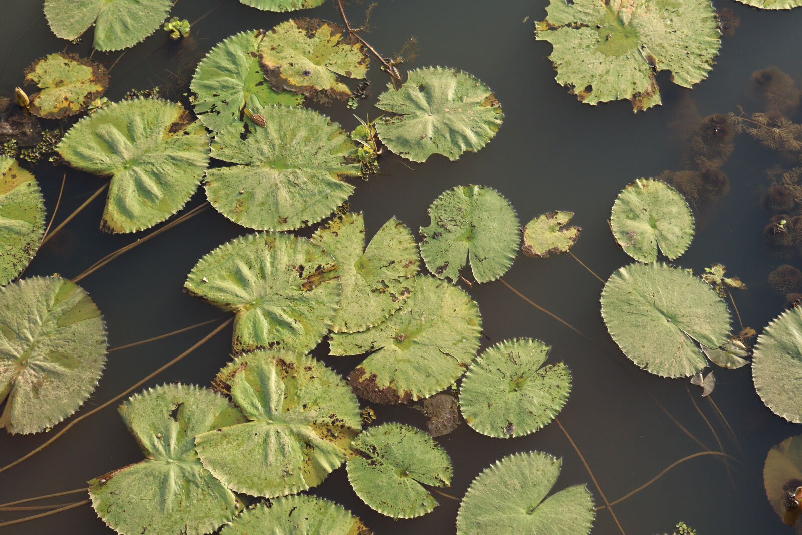 Canon EOS 250D (EOS Rebel SL3 / EOS Kiss X10 / EOS 200D II) sample photo. Kerala, water, leaf photography