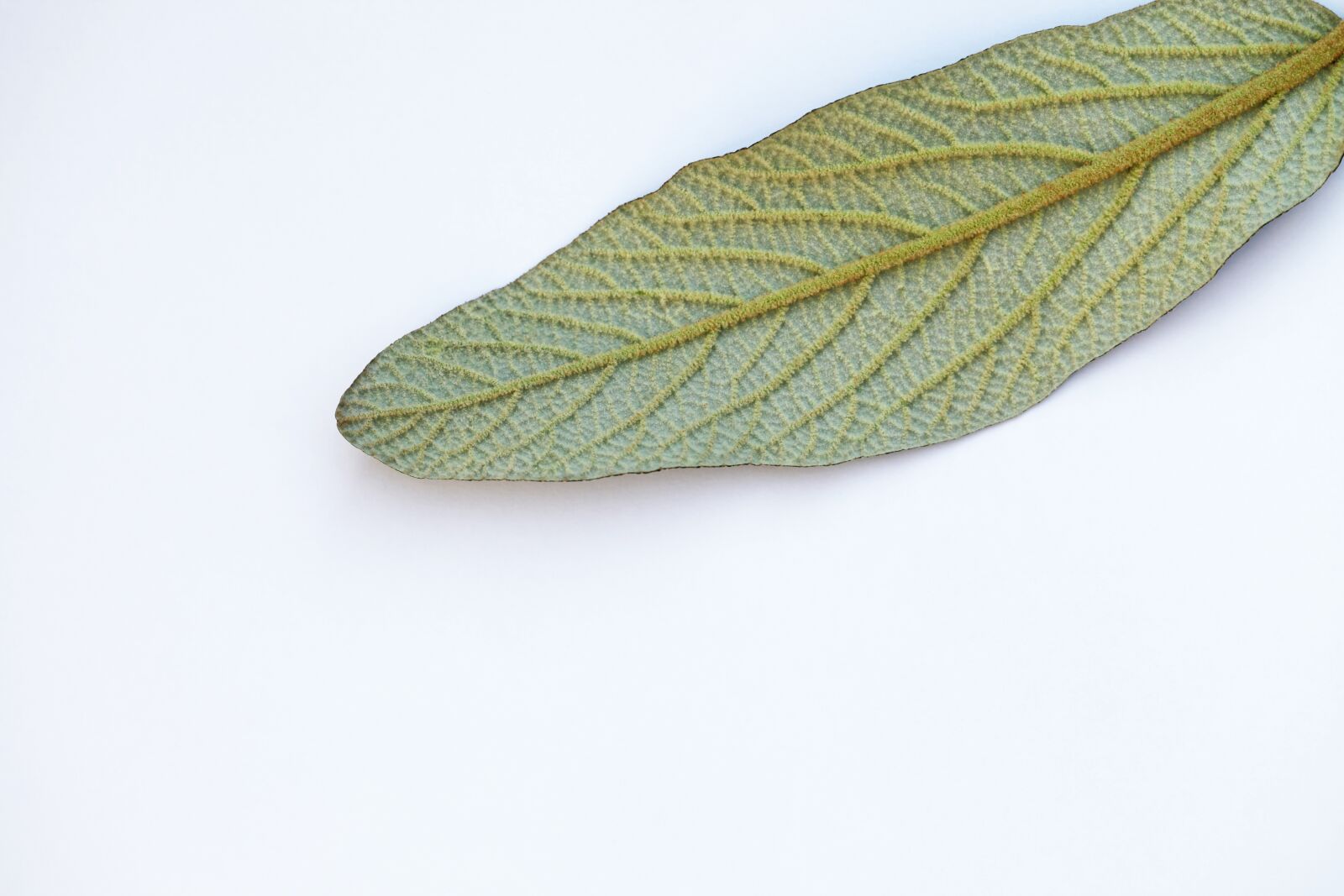 Canon EOS 5D Mark II sample photo. Leaf, plant, green photography