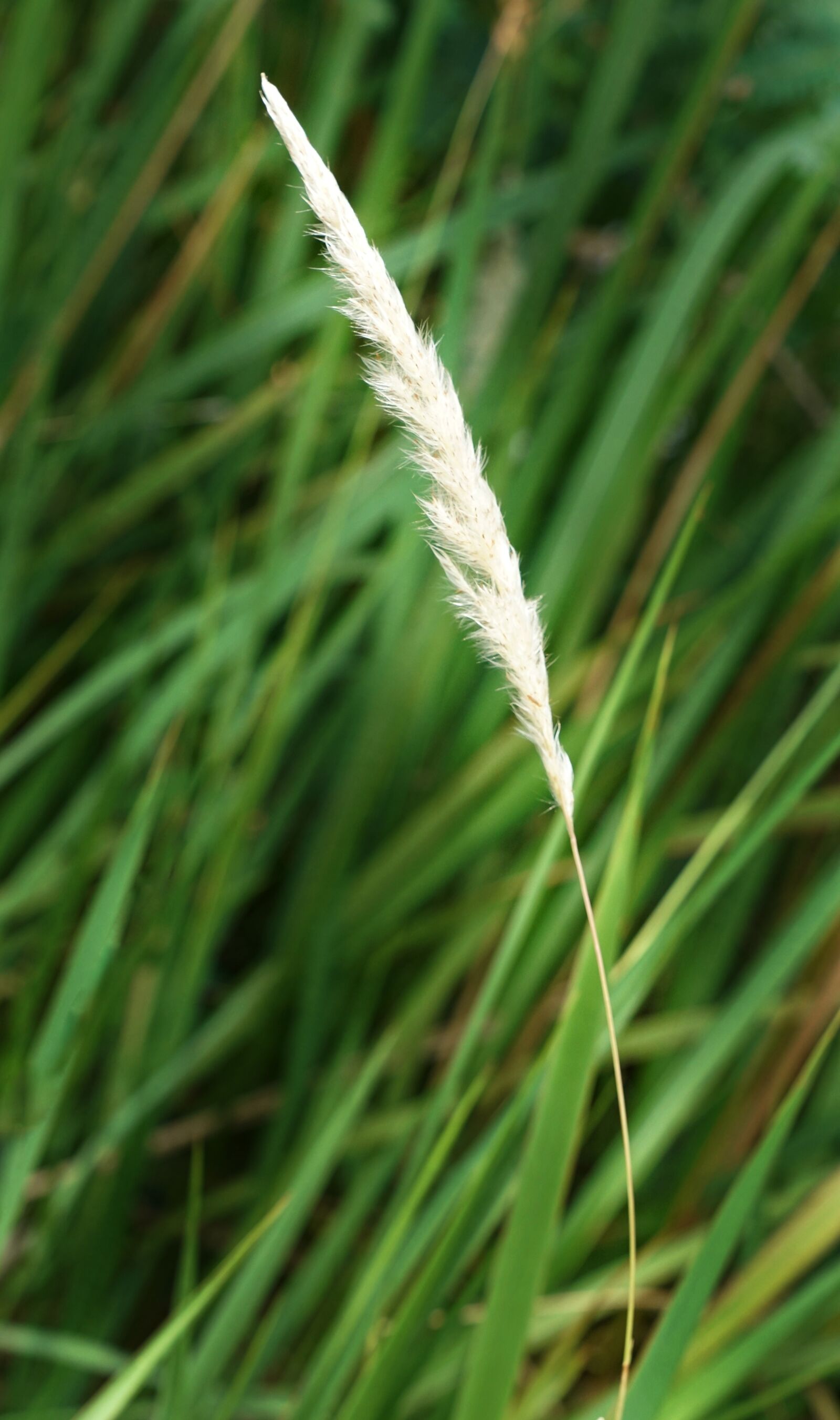 Sony a7R II sample photo. Cogon grass, bladey grass photography